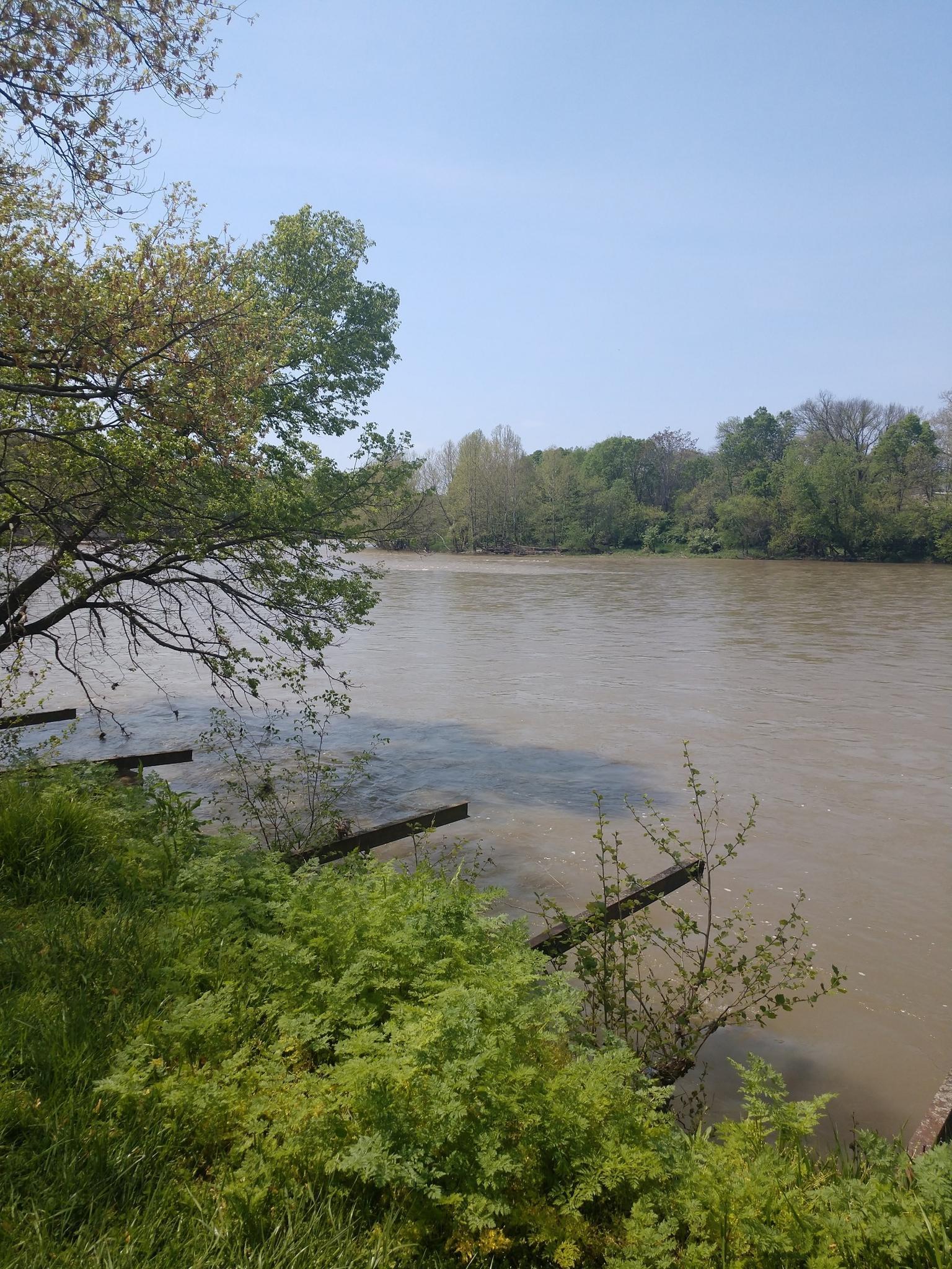 Murky river water with green foliage in the foreground and distant trees.
