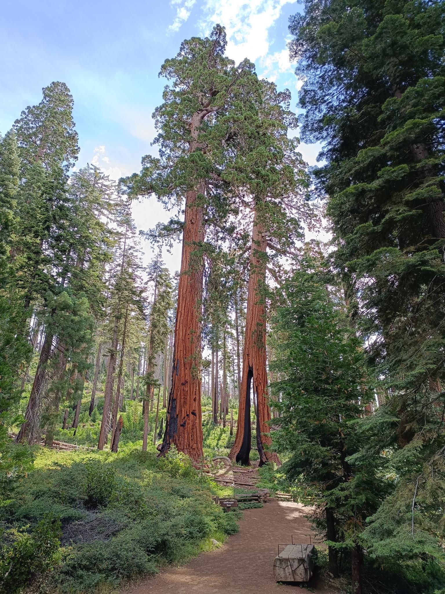 A forest path leads to two towering, reddish-barked trees under a bright sky.