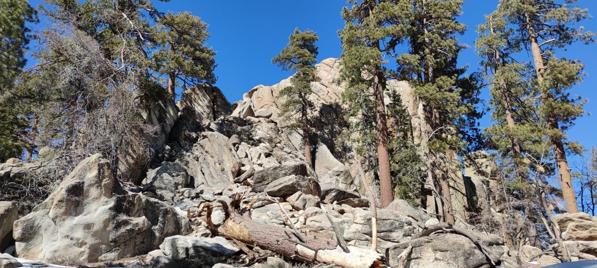 Rocky hillside with tall pine trees under a clear blue sky. - Champion Lodgepole via Castle Rock Trail