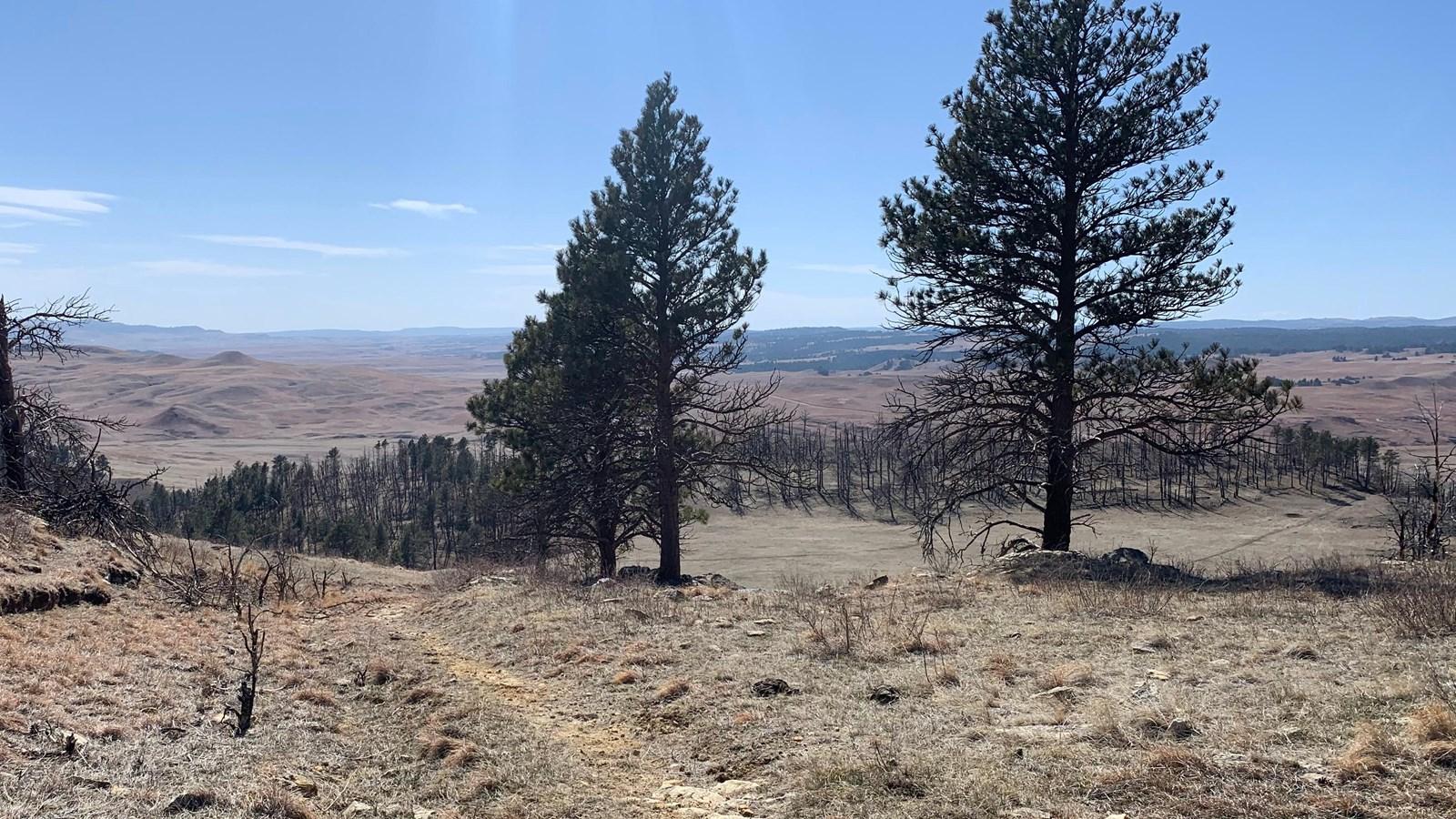 Two tall pine trees overlook a vast, dry valley under a clear sky.