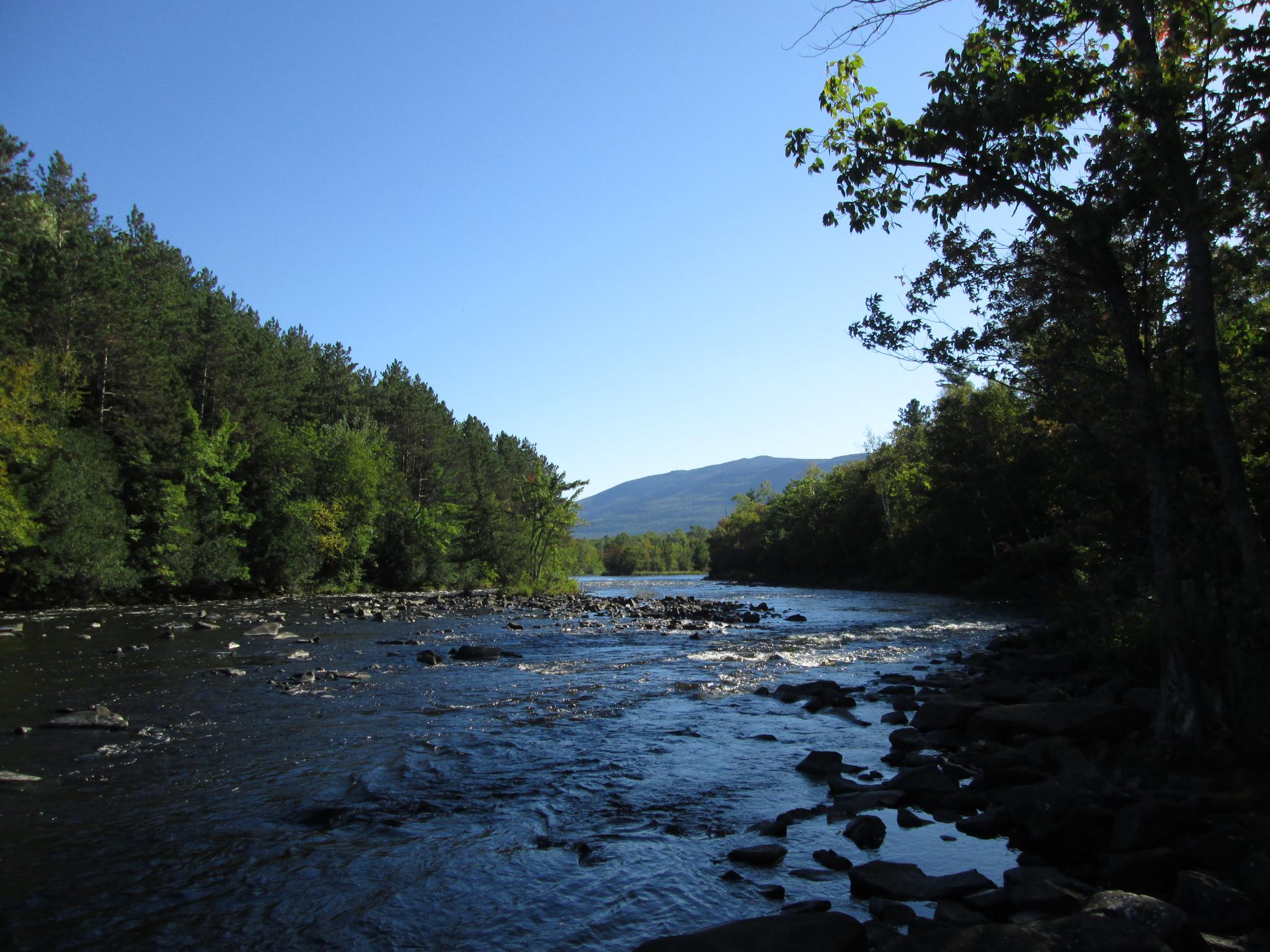 A rocky river flows through a dense forest under a clear blue sky.