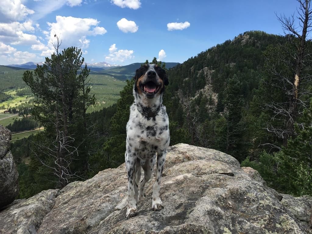 A happy spotted dog stands on a large rock overlooking a forested valley. - Kriley Pond – Upper Mule Deer Trail loop from Golden Gate Canyon State Park
