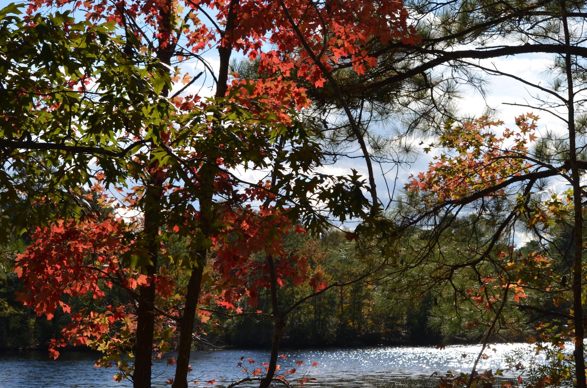 Bright autumn trees with red and green leaves frame a calm lake.