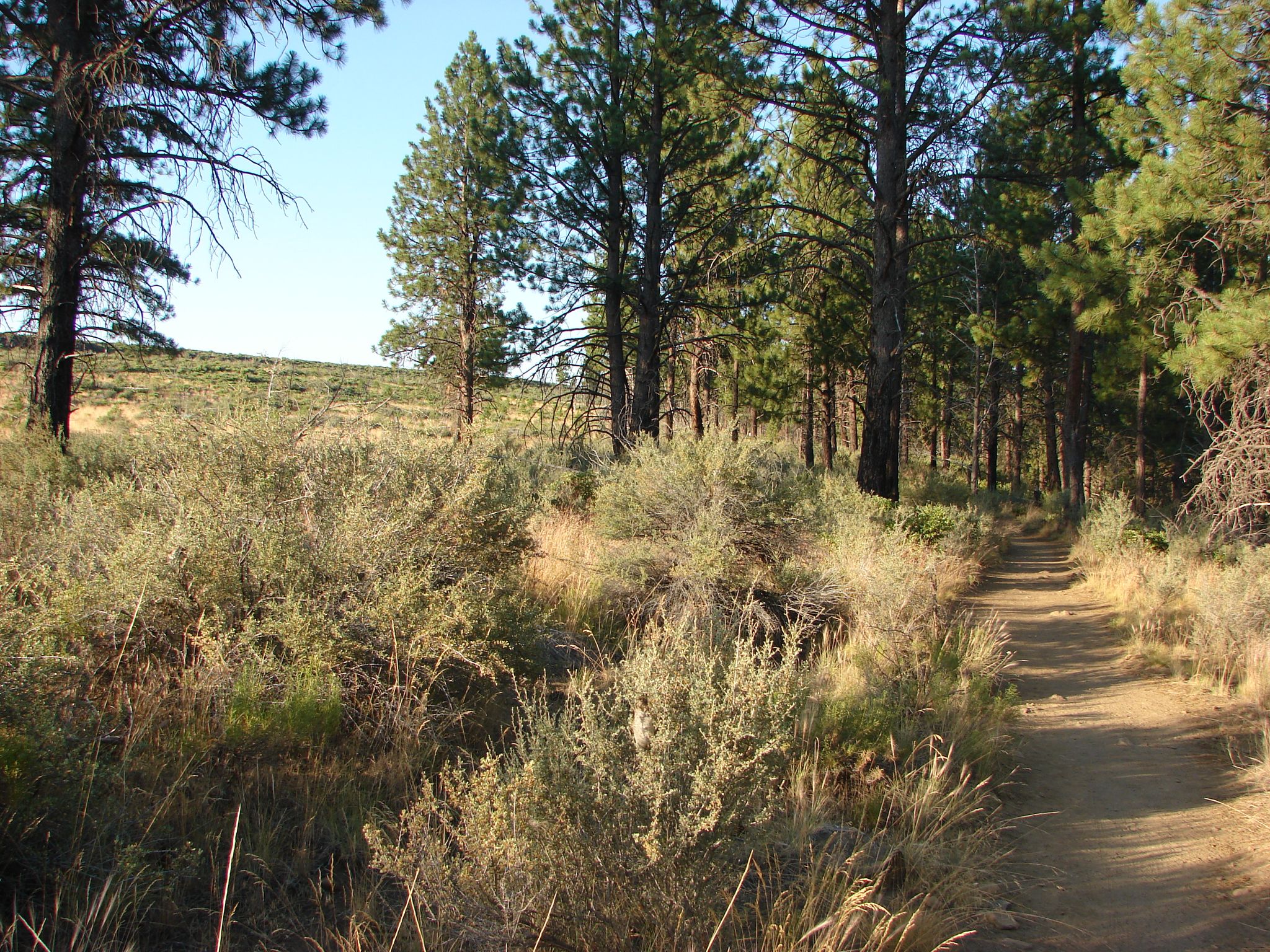A sunny dirt trail winds through dense brush and tall pine trees. - Twin Bridges Scenic Bikeway