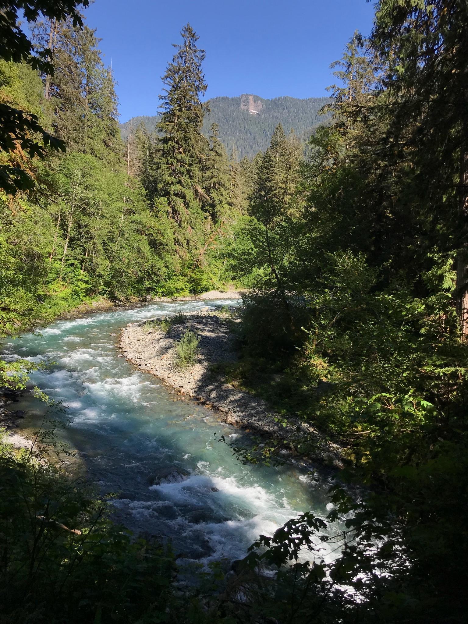 A clear blue river rushes through a sunlit forest with tall trees.