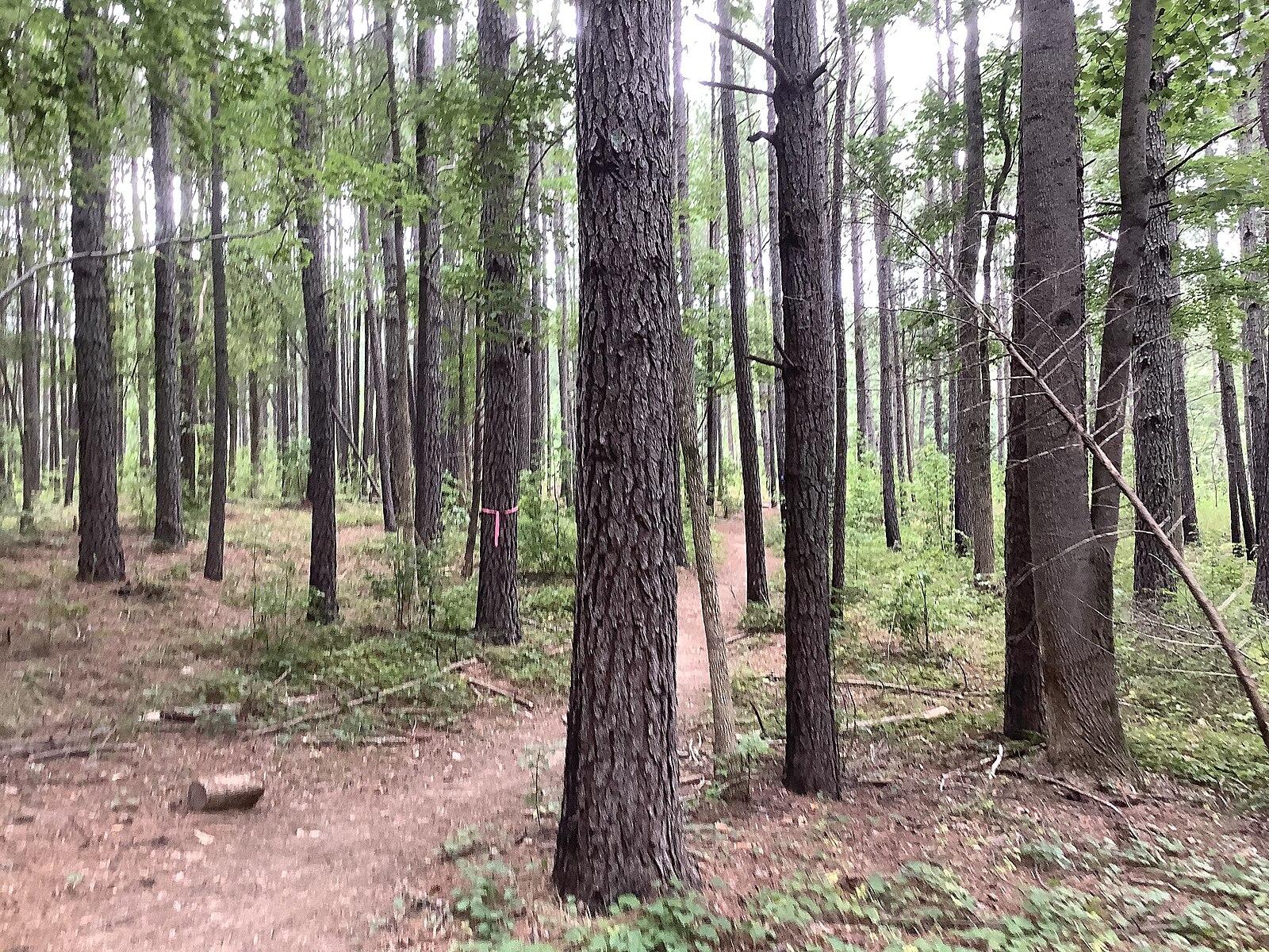A winding dirt path through a dense, green forest under soft light.