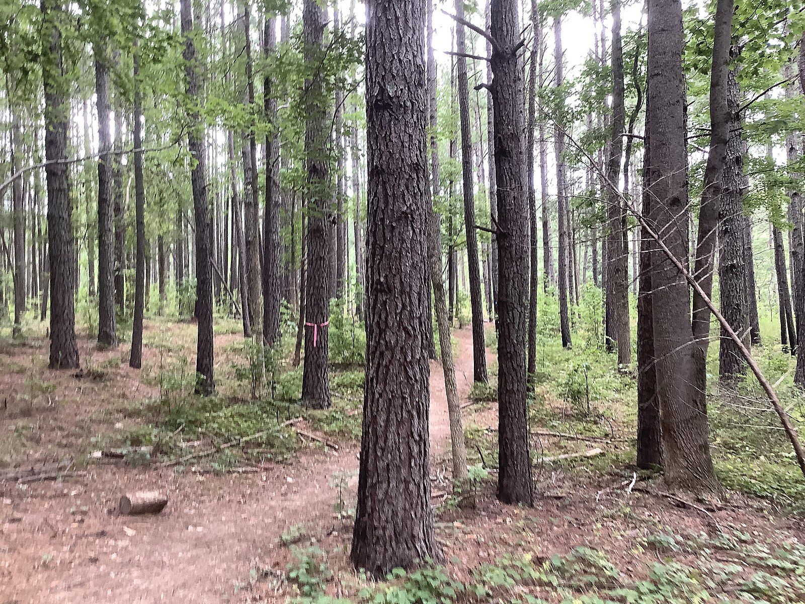 A winding dirt path through a dense, green forest under soft light. - Falls Lake Trail