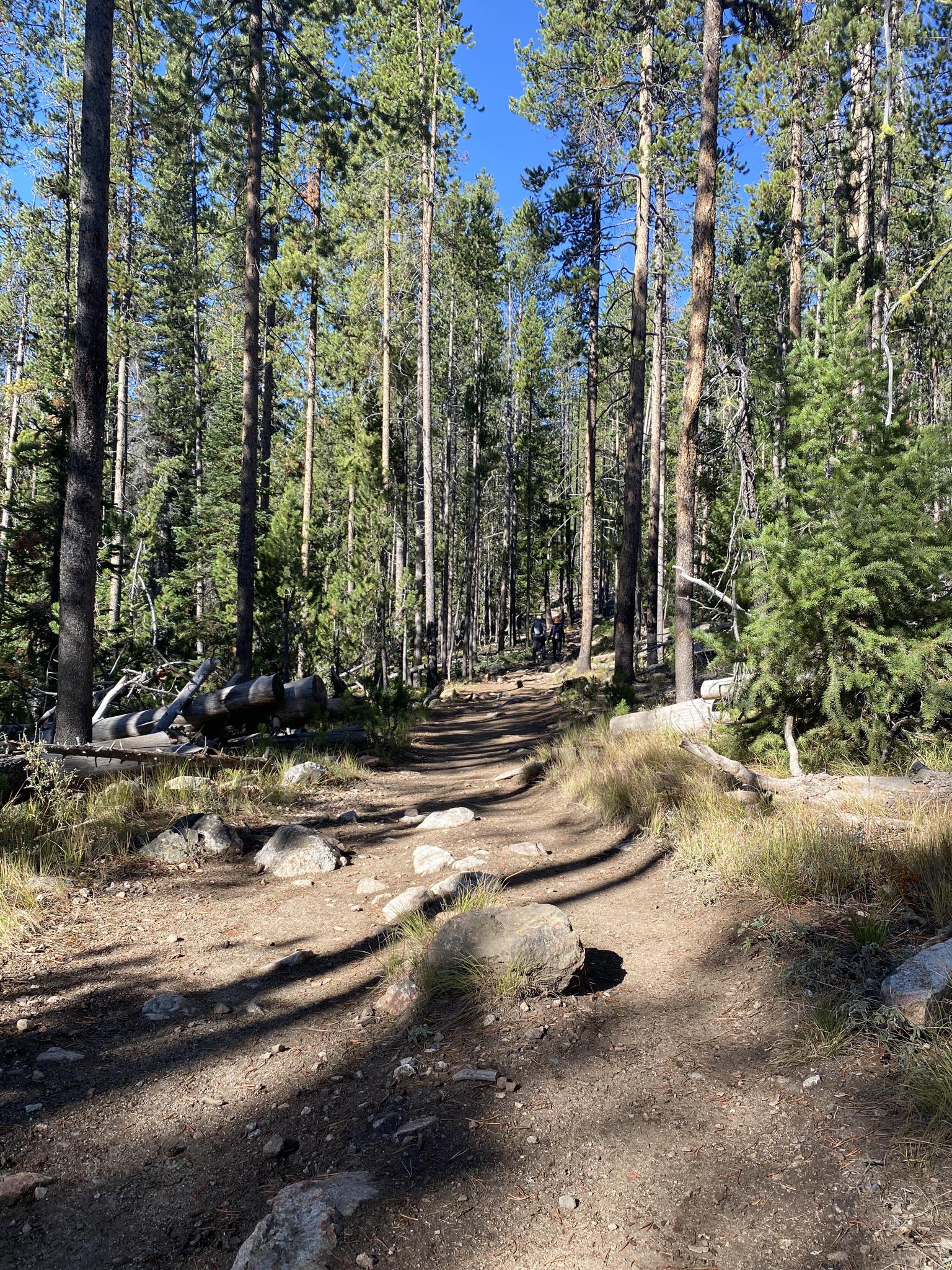 Sunny dirt path winding through a dense pine forest with dappled light.