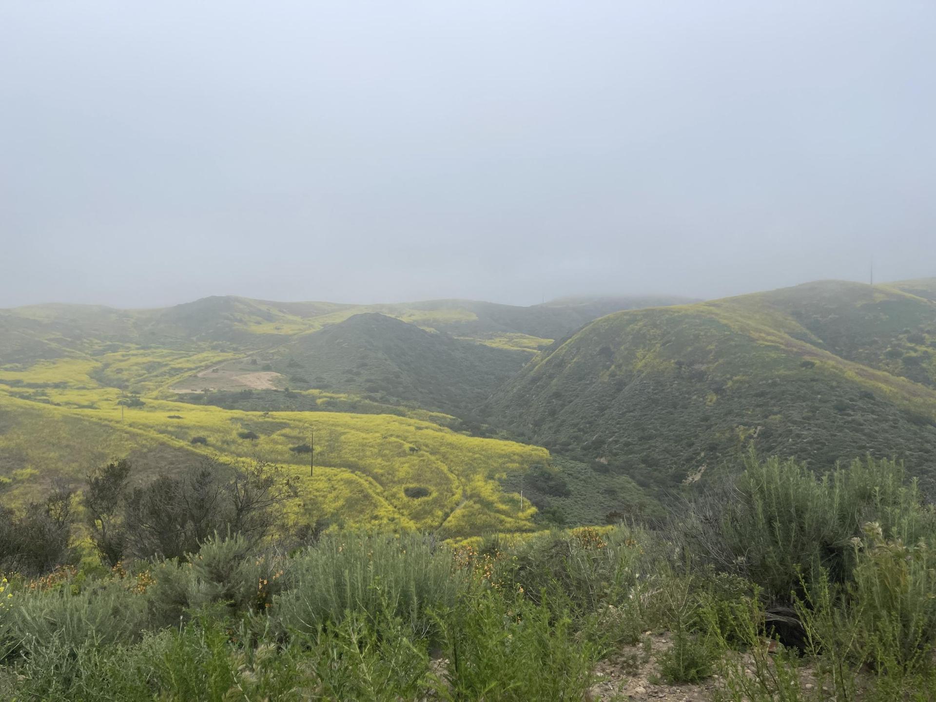 Foggy landscape with hills covered in bright yellow flowers and green brush.