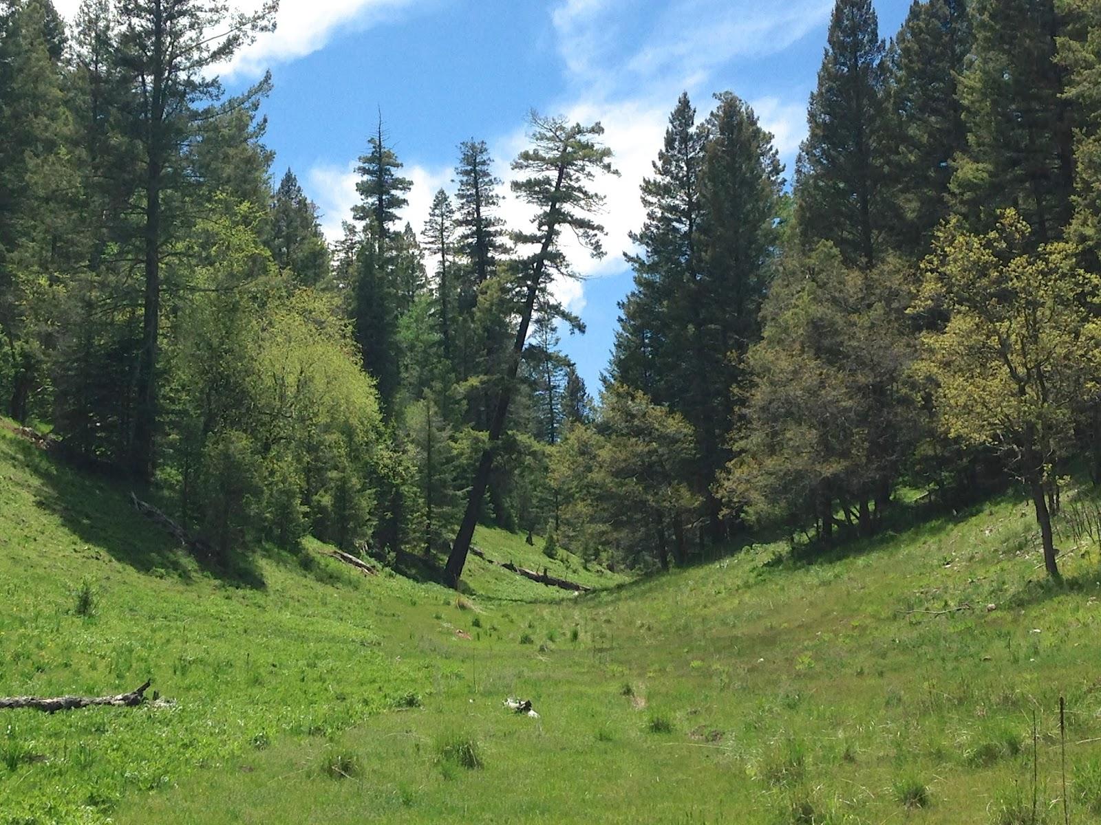 Sunny grassy valley surrounded by tall evergreen trees under a blue sky.