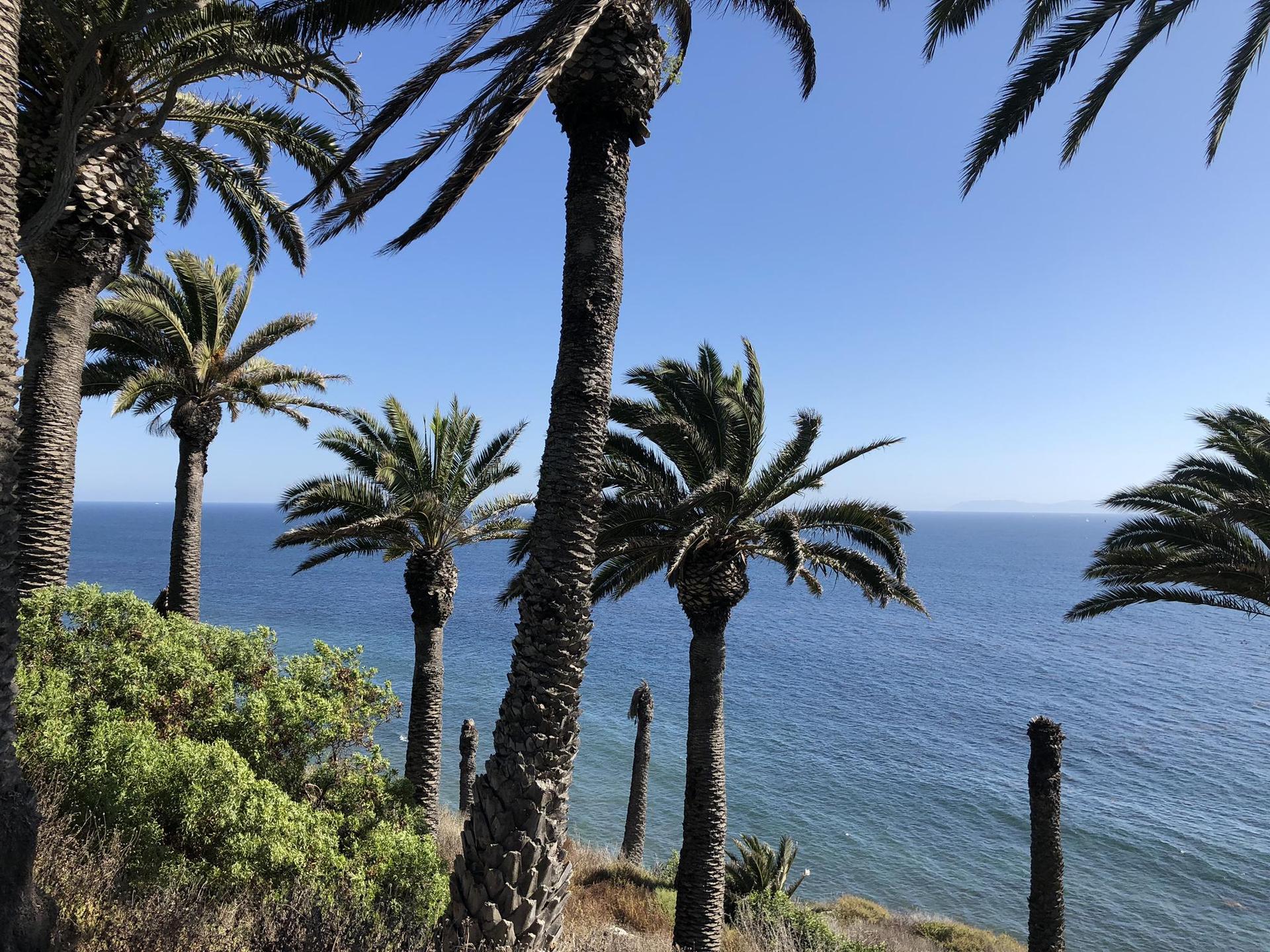 Palm trees frame a view of a calm blue ocean under a clear sky.