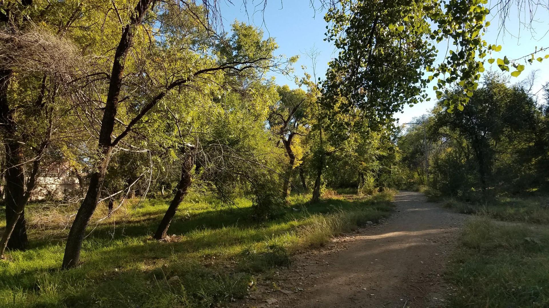 A sunny dirt path winds through a green, leafy forest.