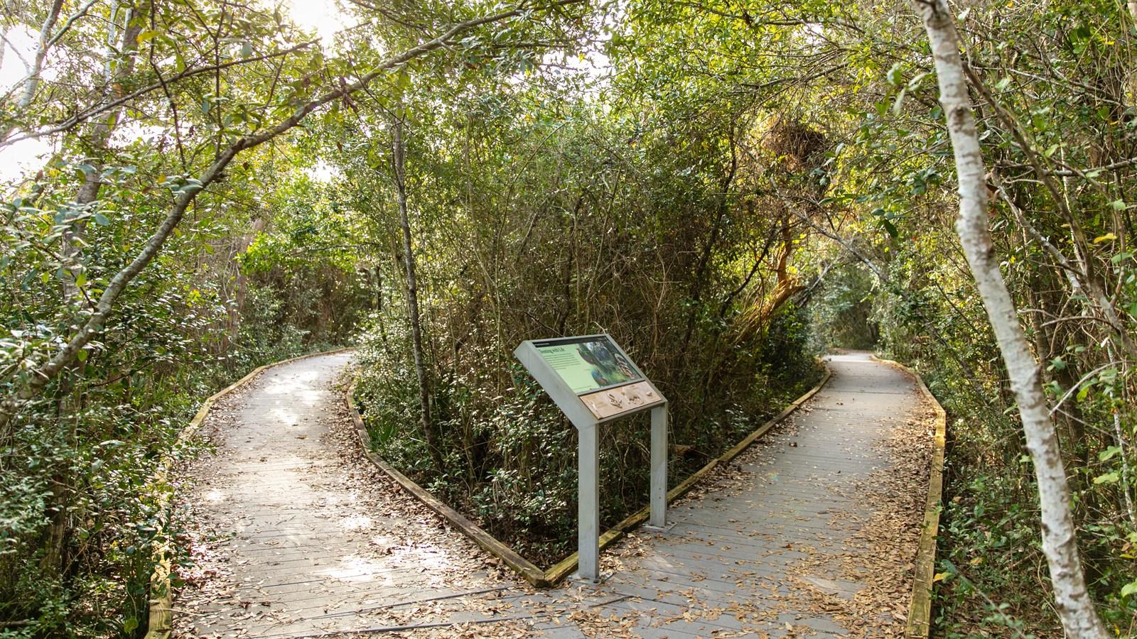 A wooden boardwalk path forks in a lush, sun-dappled forest with an informational sign.