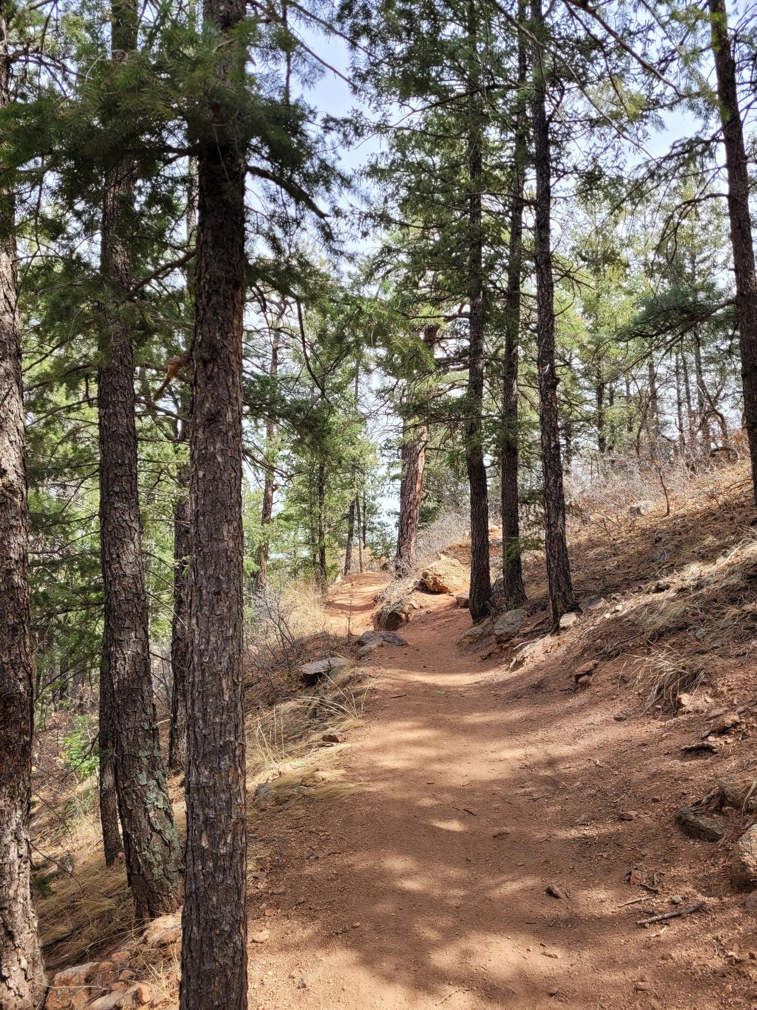 Sun-dappled dirt trail winding uphill through a dense pine forest.