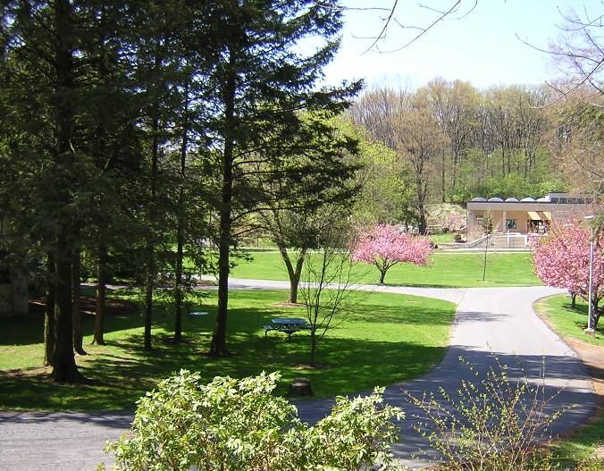 Sunny park scene with green lawn, tall trees, pink flowering trees, and paved paths.