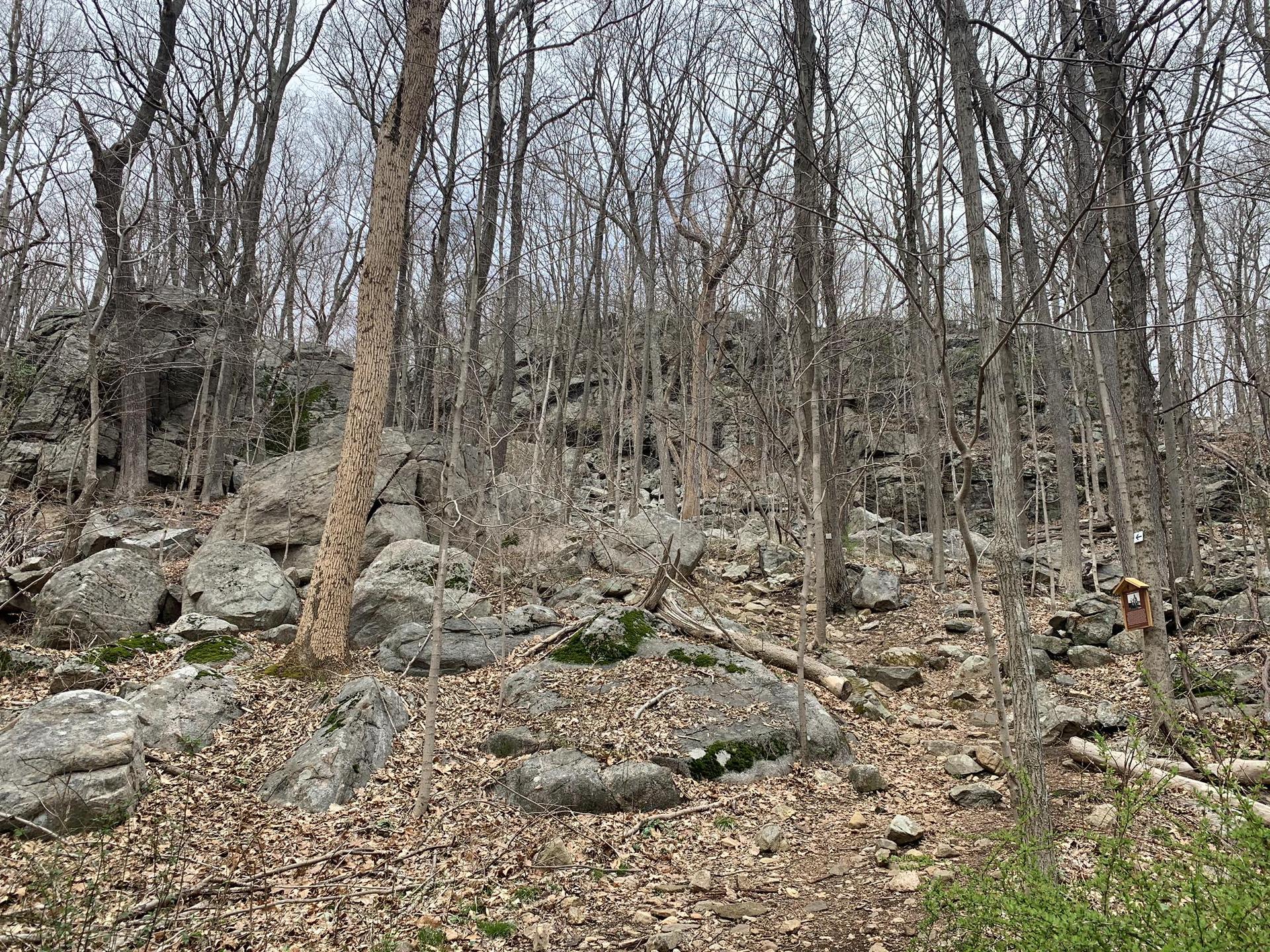 Rocky forest floor with many bare trees and large boulders on an overcast day.