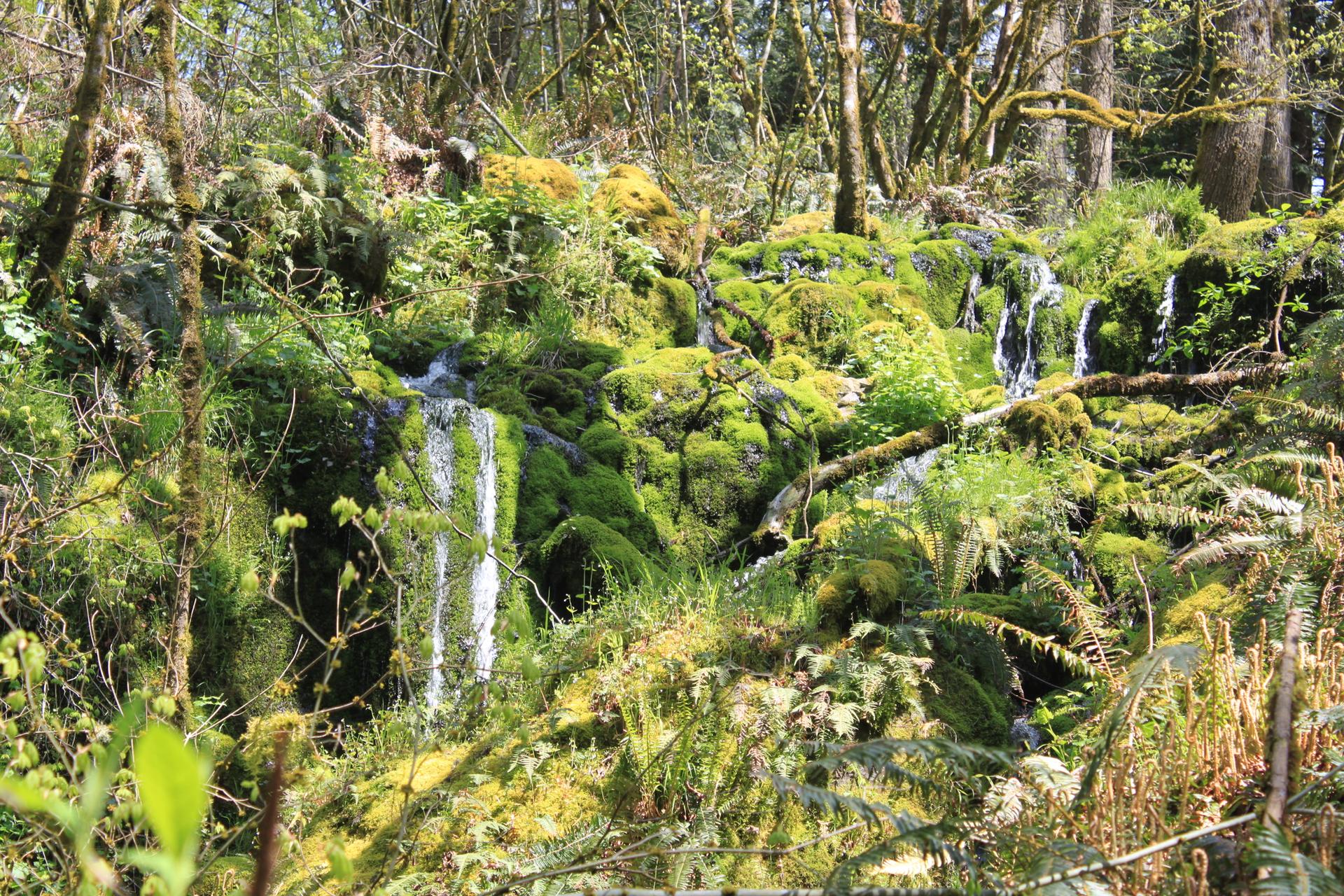 Multiple small waterfalls flow over a moss-covered rocky hillside in bright sunlight.