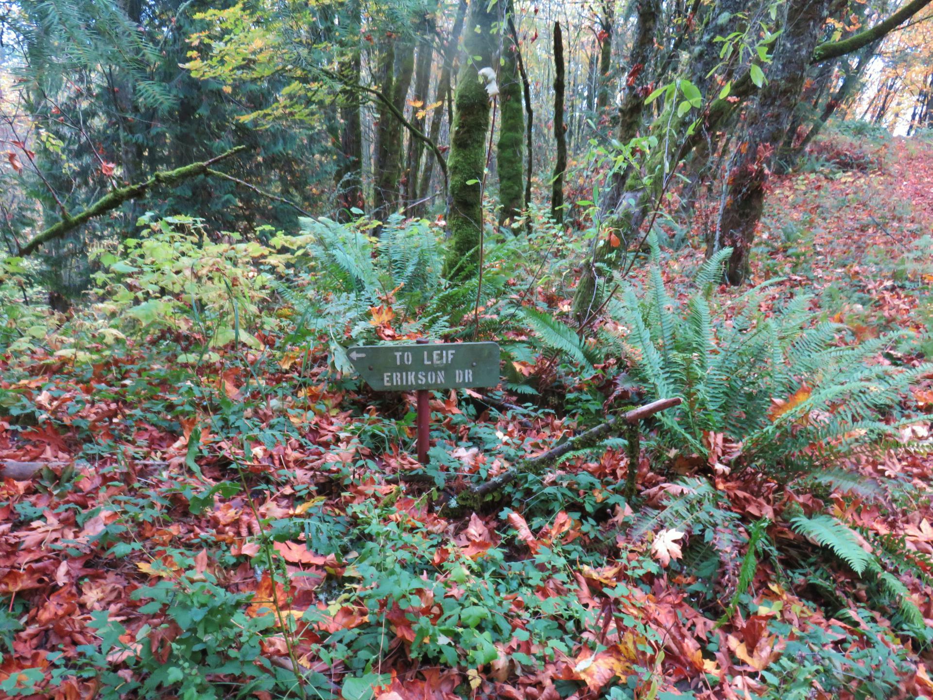 A wooden sign on a forest floor covered in autumn leaves and ferns.