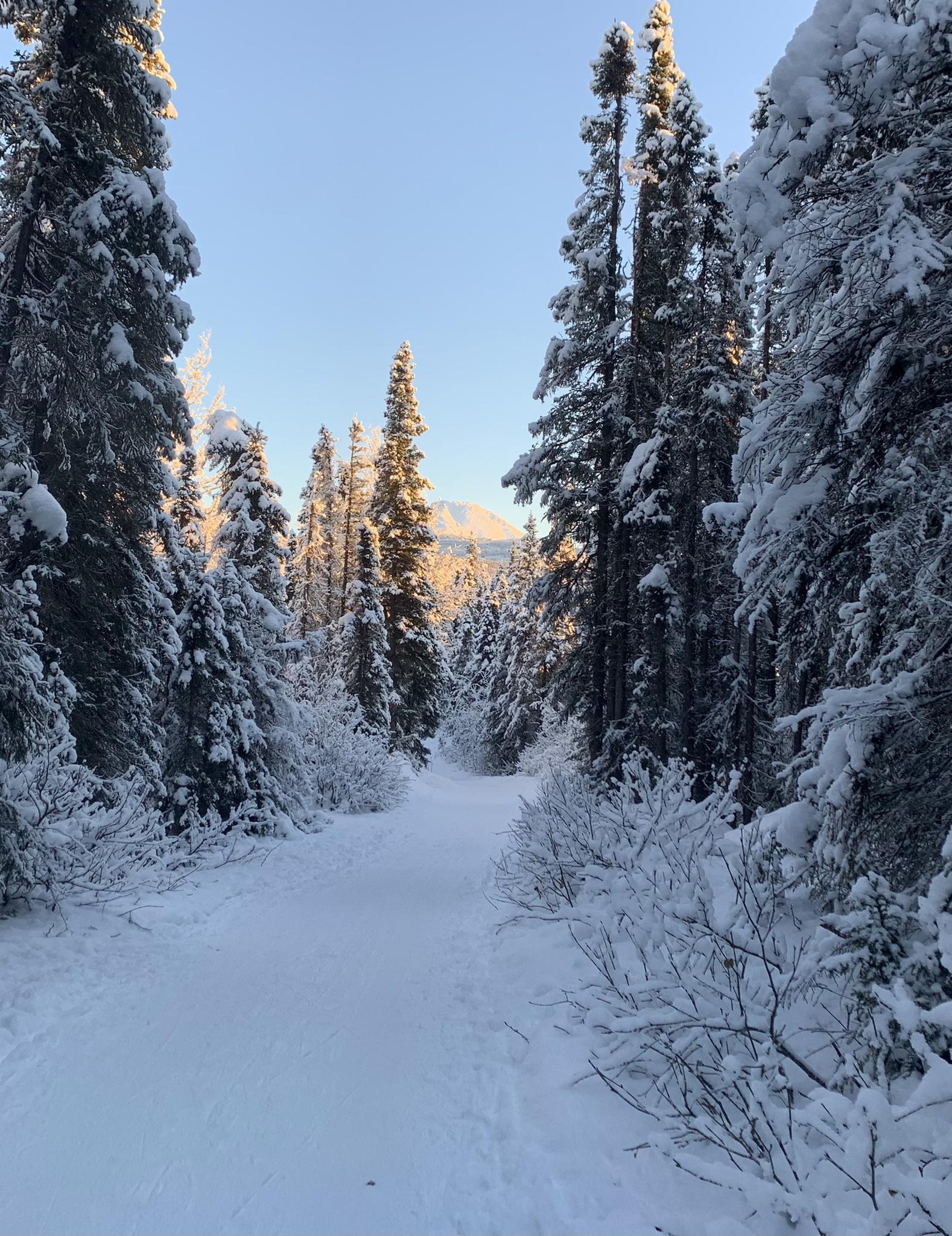Snow-covered path through a winter forest with golden light on distant mountain.