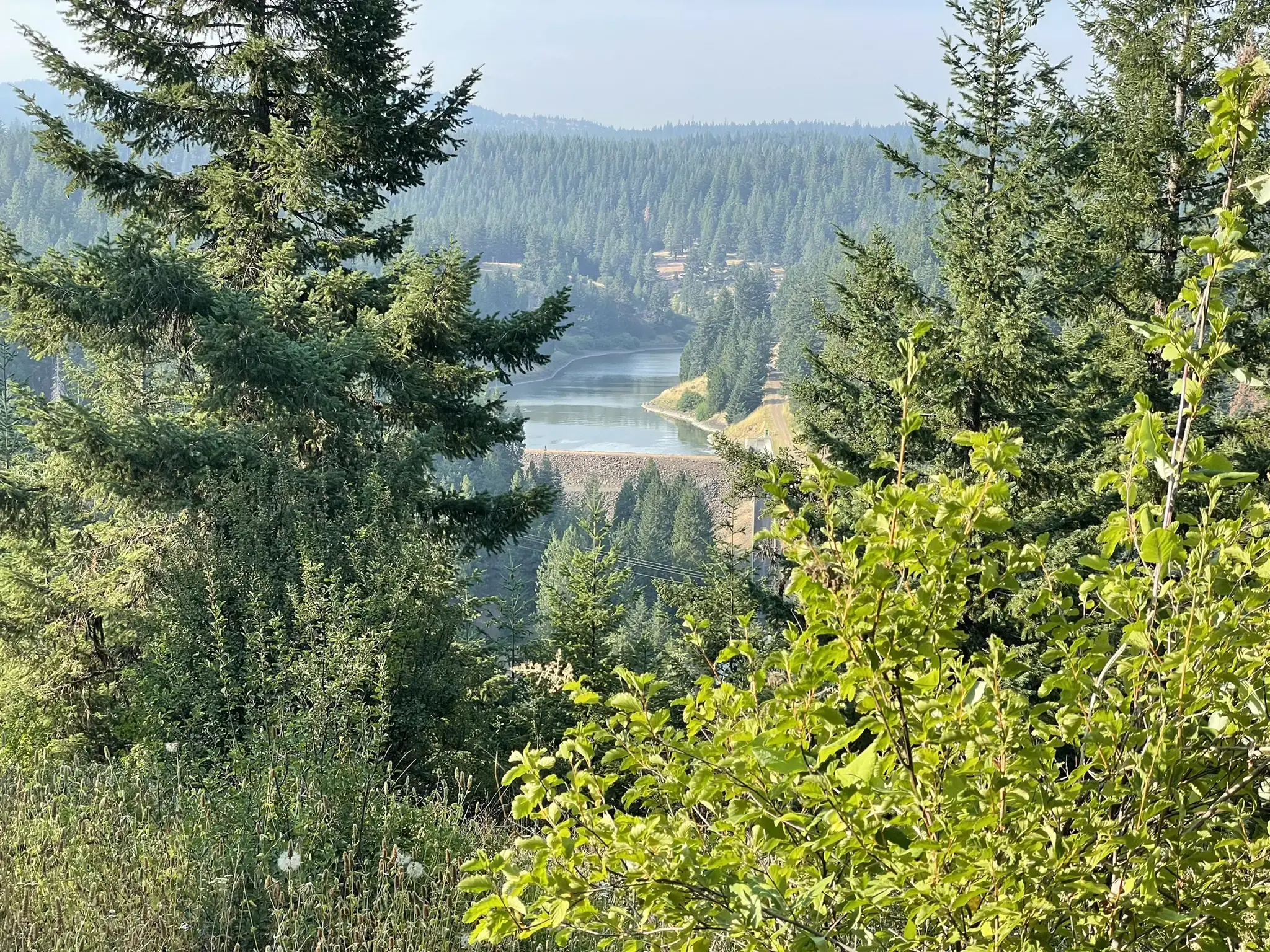 View through green trees of a lake and dam in a forested valley.