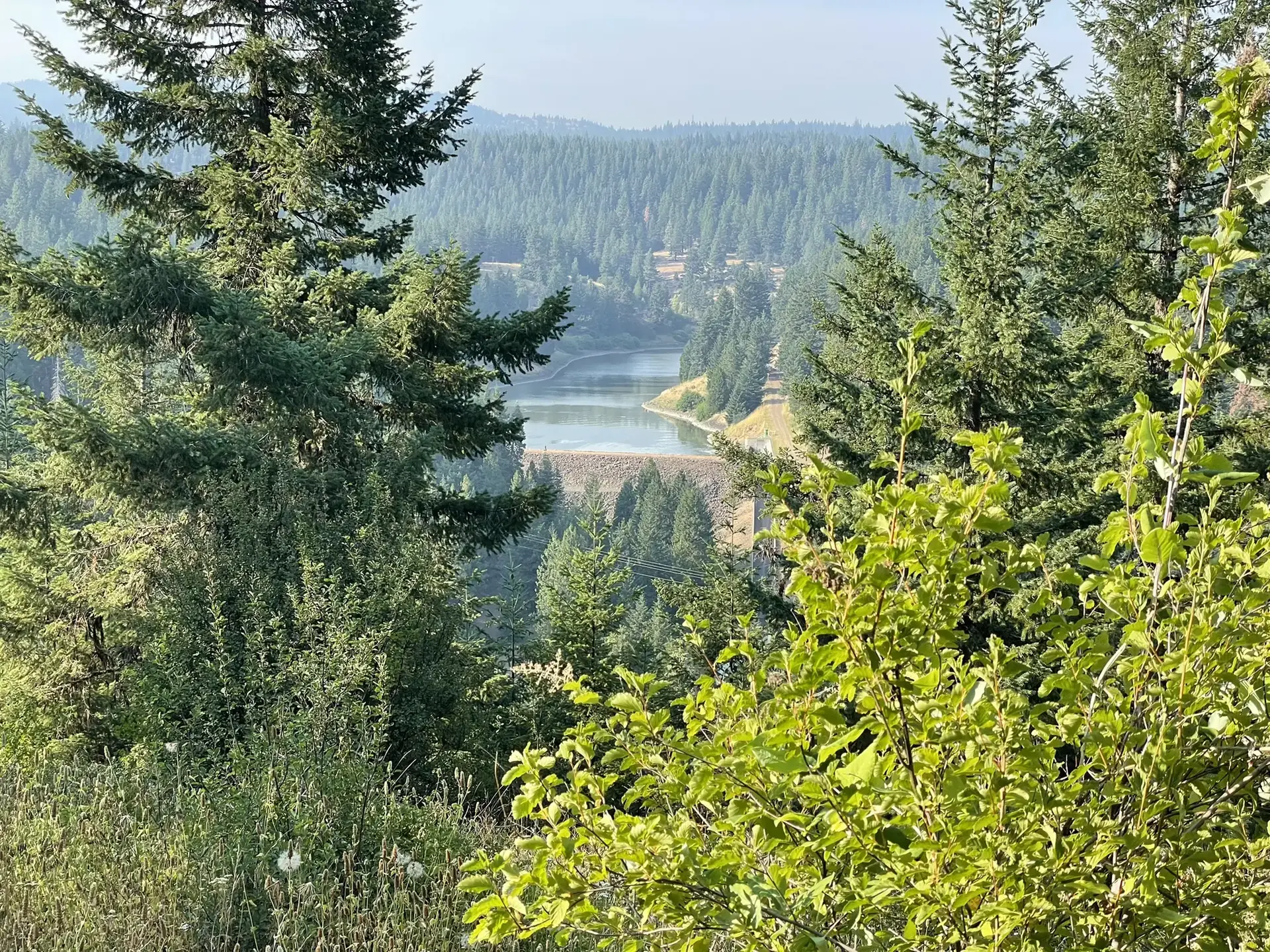 View through green trees of a lake and dam in a forested valley.