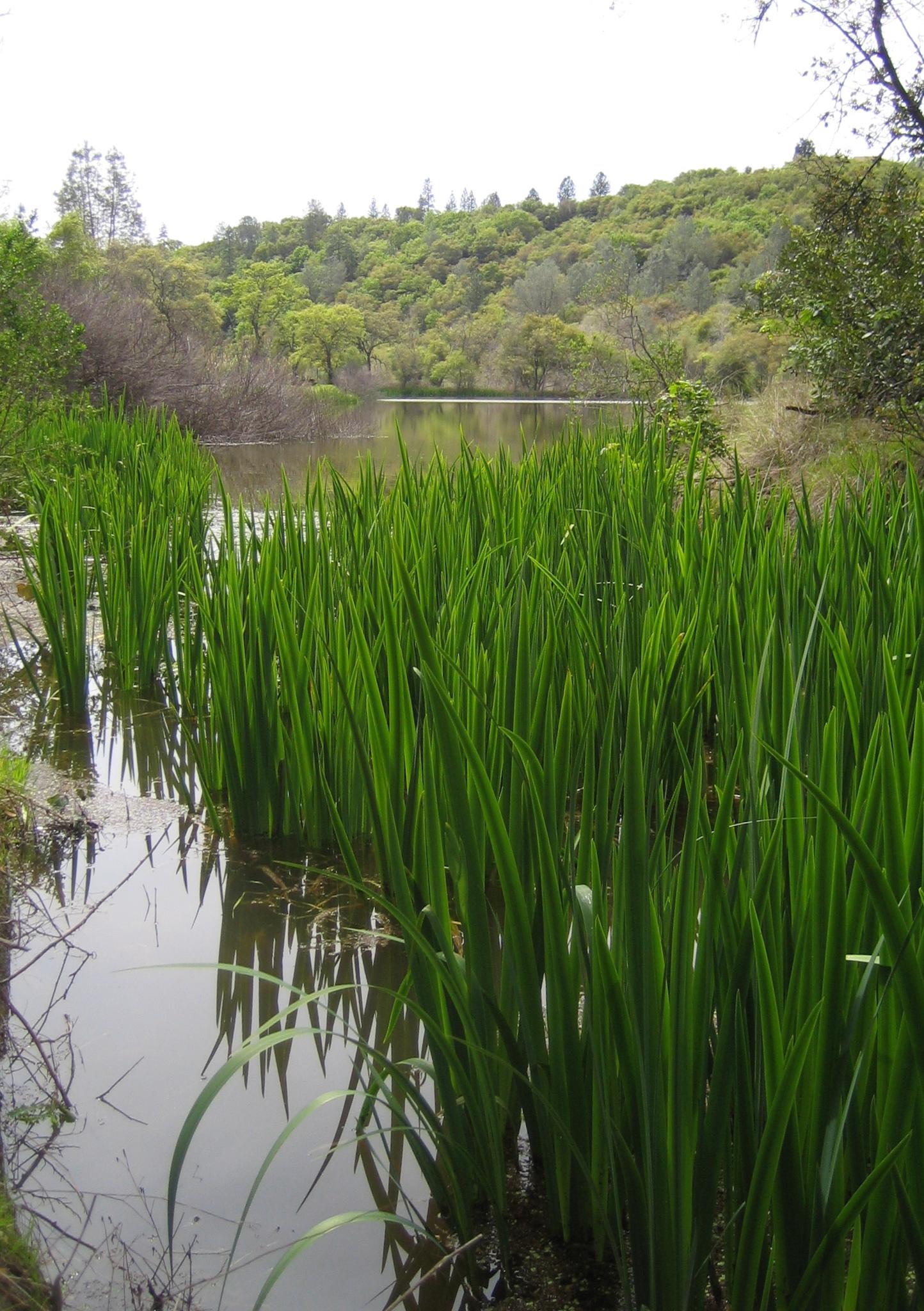 Tall green reeds grow in calm water with a forested hill under bright daylight.