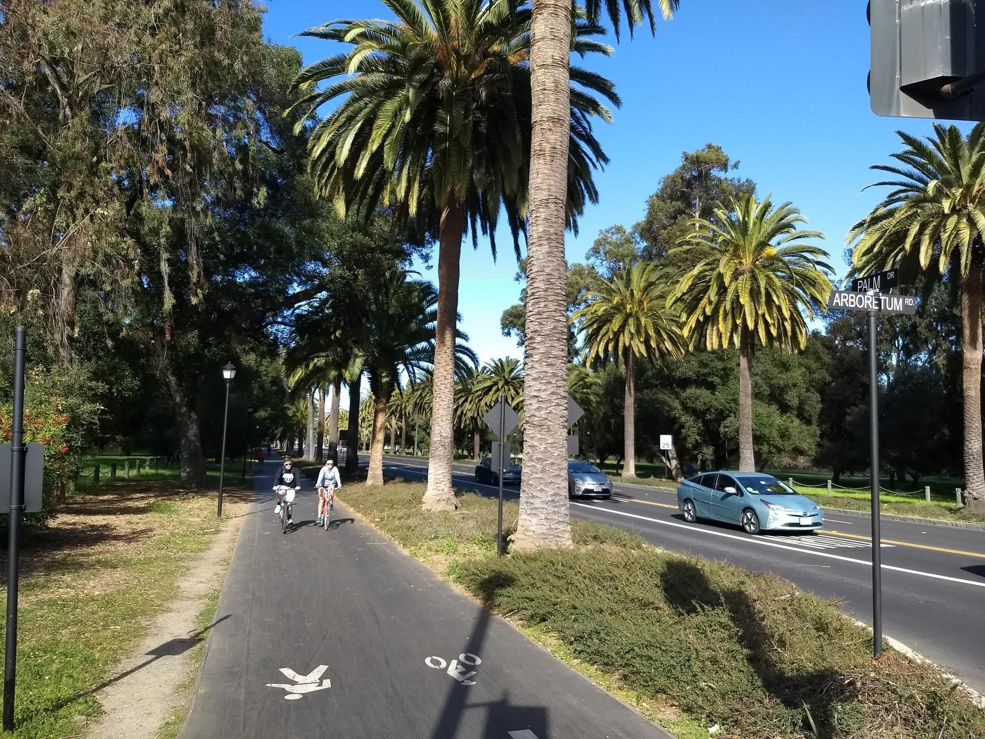 Two cyclists on a sunny paved path lined with tall palm trees.