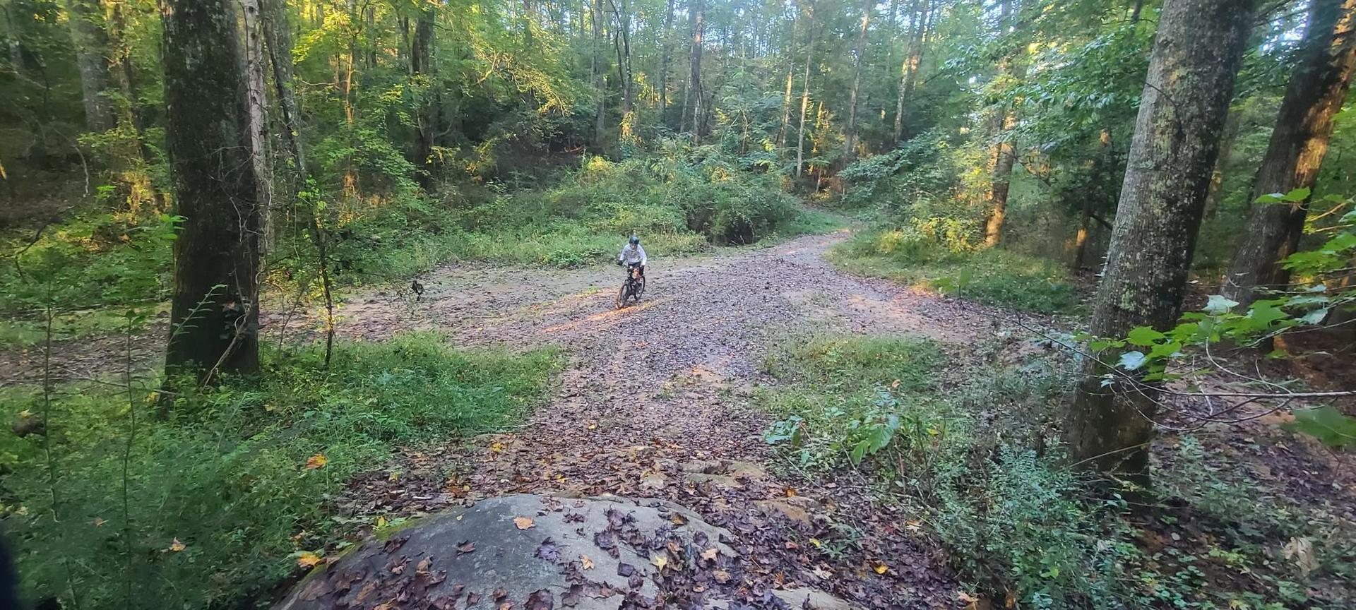 Person on a bicycle on a dirt path in a sunlit forest.