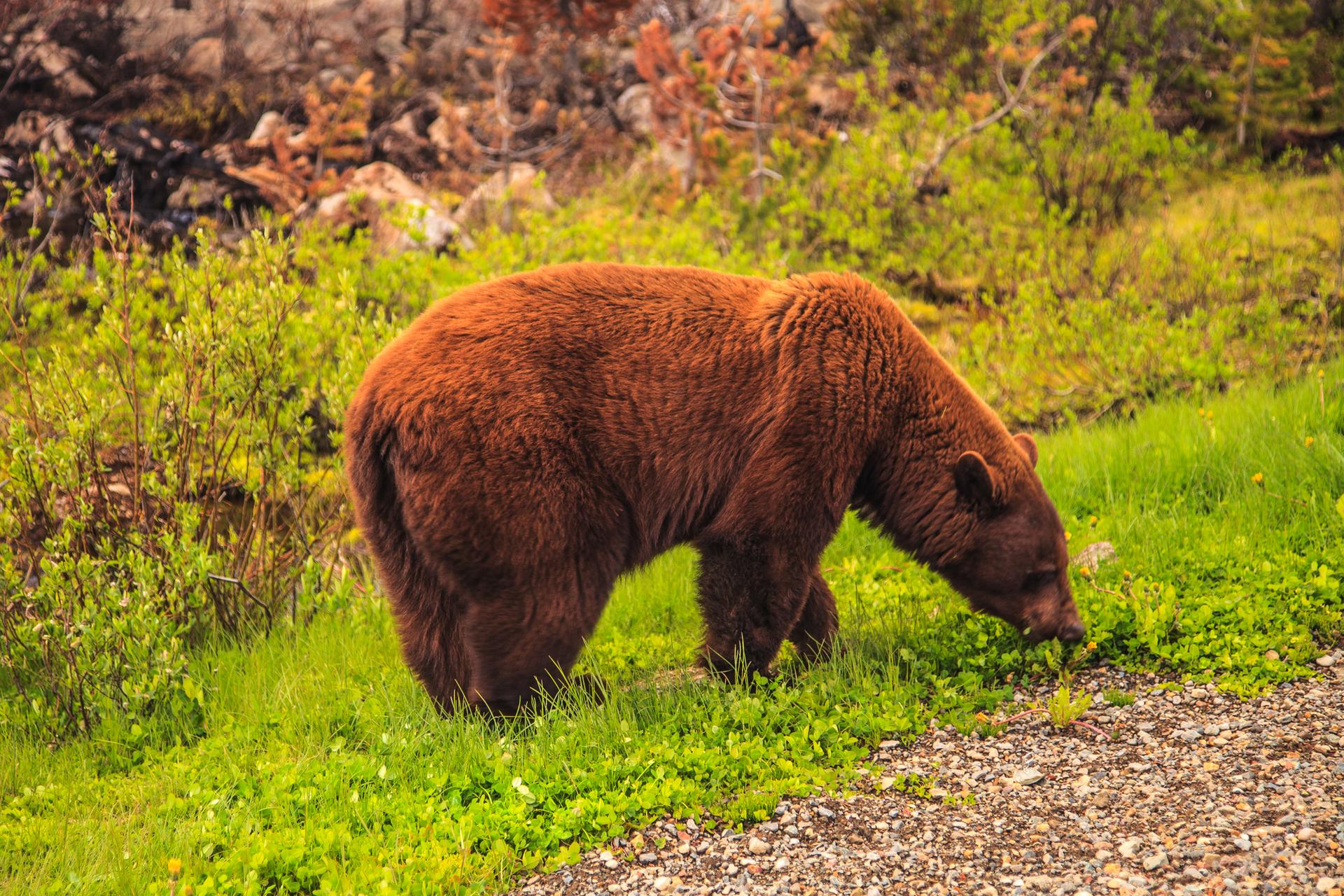 A large brown bear grazes on green grass beside a dirt path.