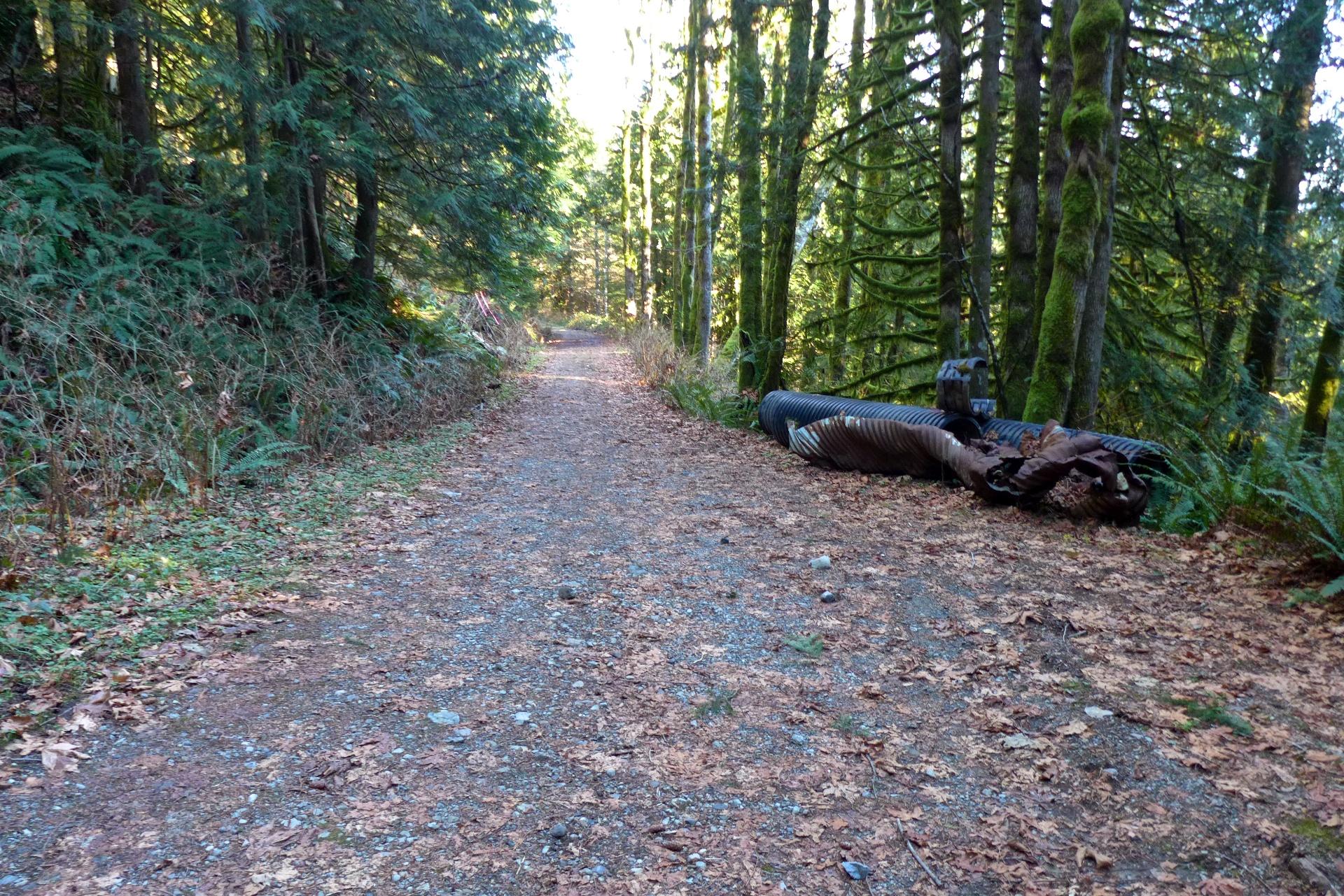 Gravel path through a sunny forest with tall trees and a large fallen log.