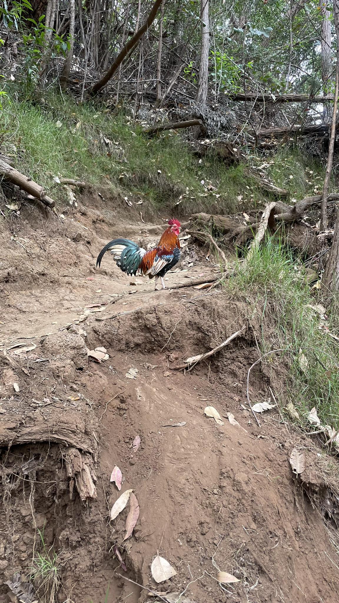 Colorful rooster on a steep, muddy dirt path in a green forest.