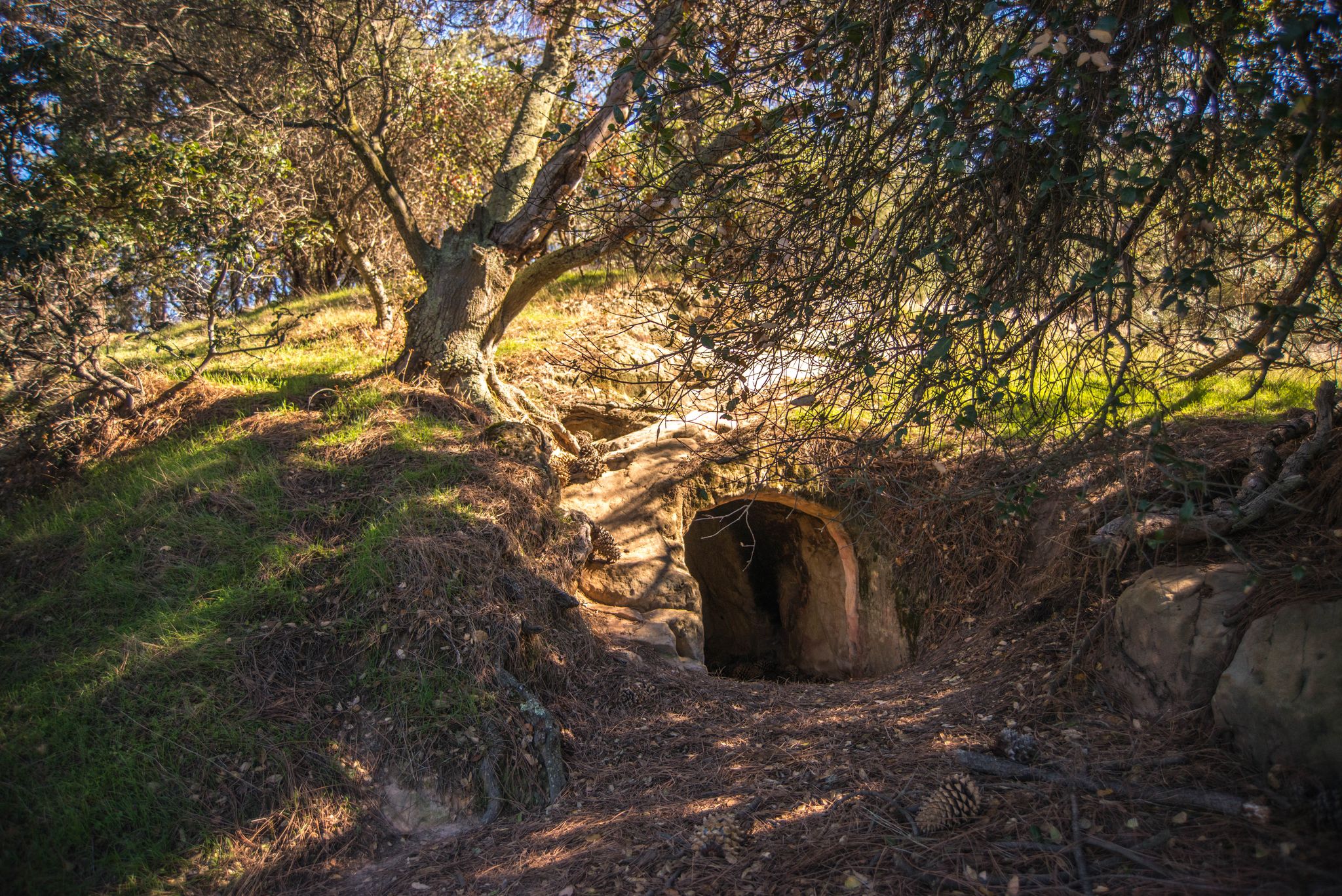 Dark cave entrance under a large tree on a sunny, dappled hillside. - Black Diamonds to Mt Diablo Regional Trail