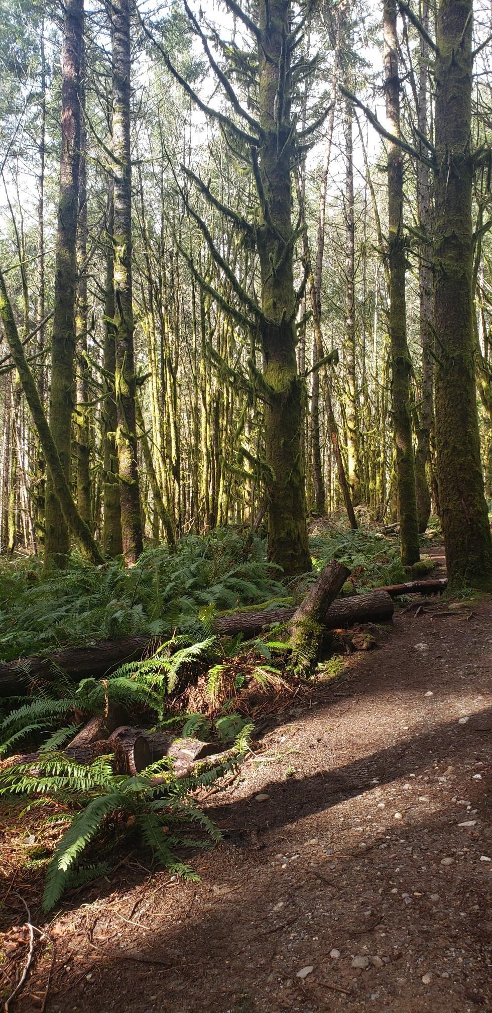 Sunlit forest path with tall trees, ferns, and fallen logs.