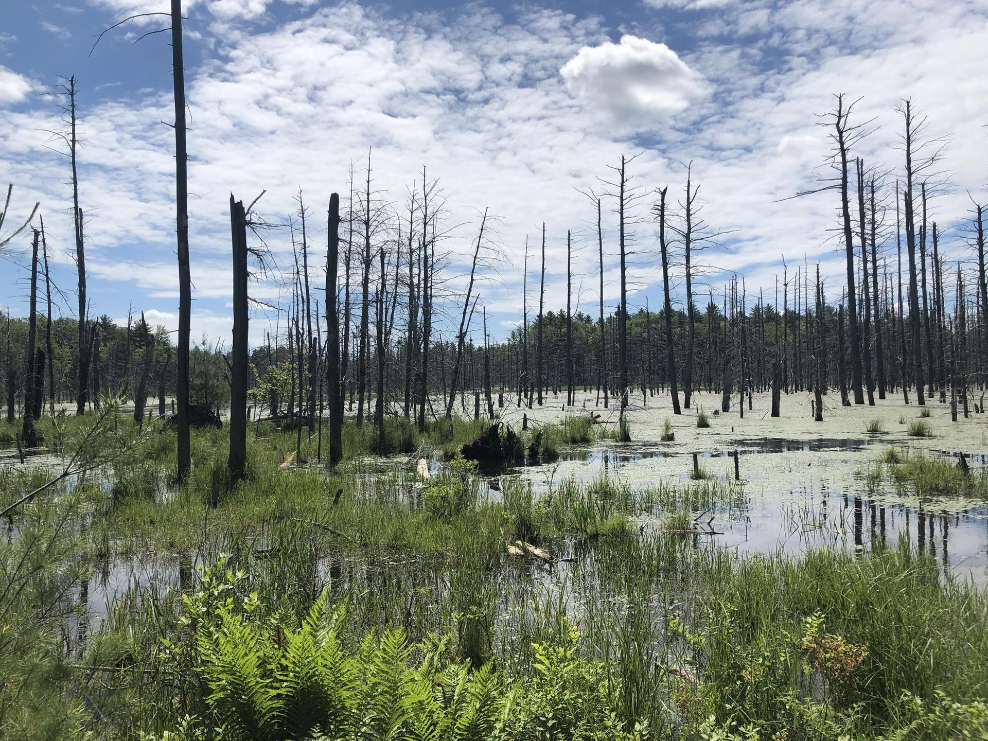 Expansive wetland with many bare trees, green water plants, and a cloudy sky.