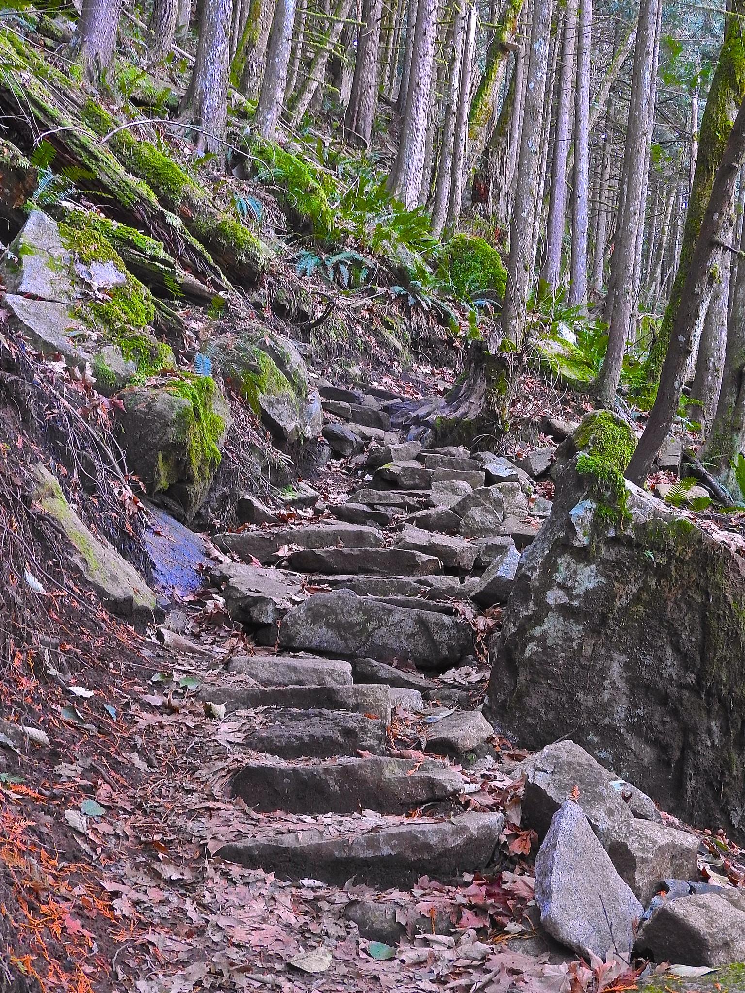Stone steps on a winding path through a mossy, wooded forest.