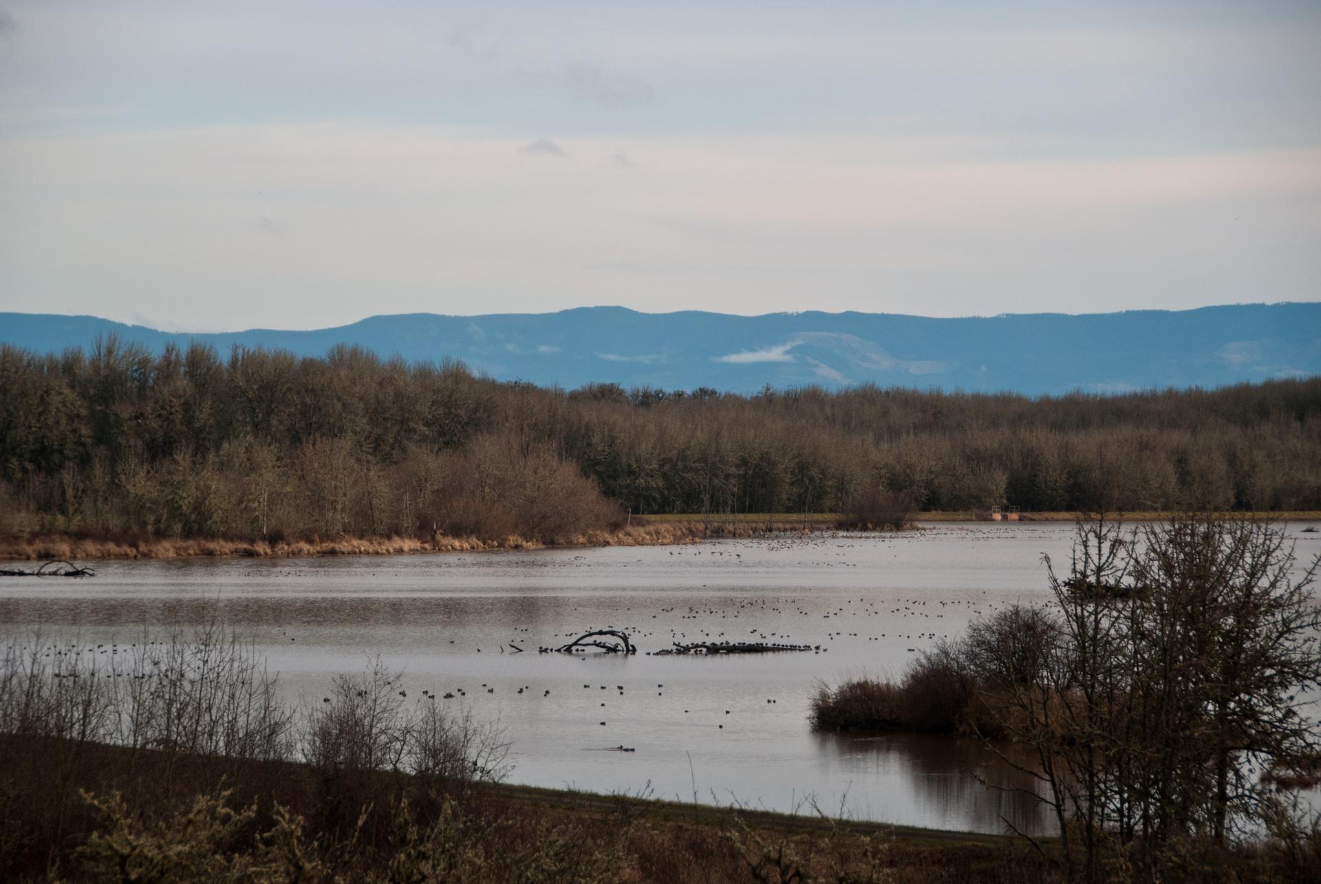 Overcast view of a wide lake with many birds and distant mountains.