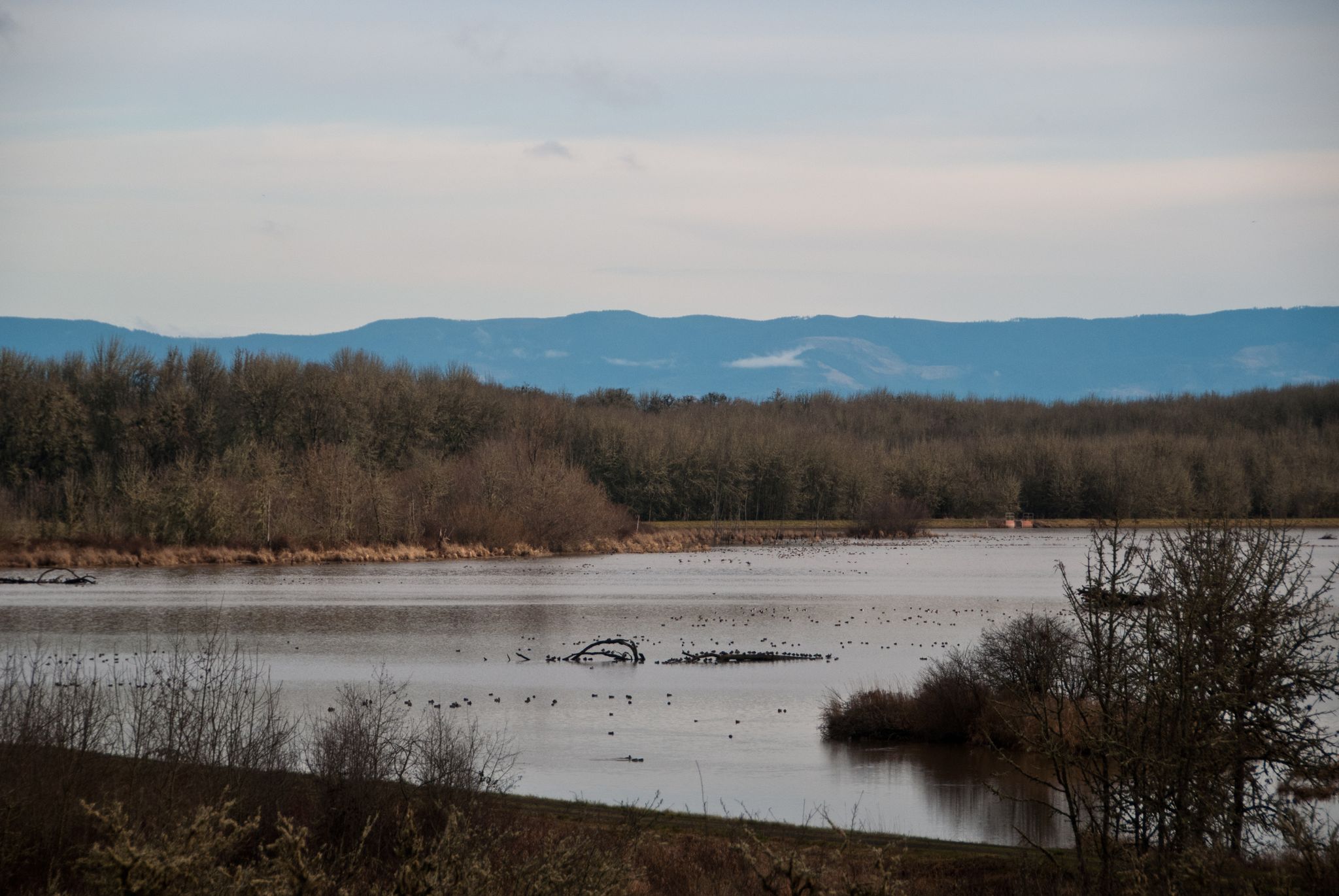 Overcast view of a wide lake with many birds and distant mountains. - William L. Finley National Wildlife Refuge loop