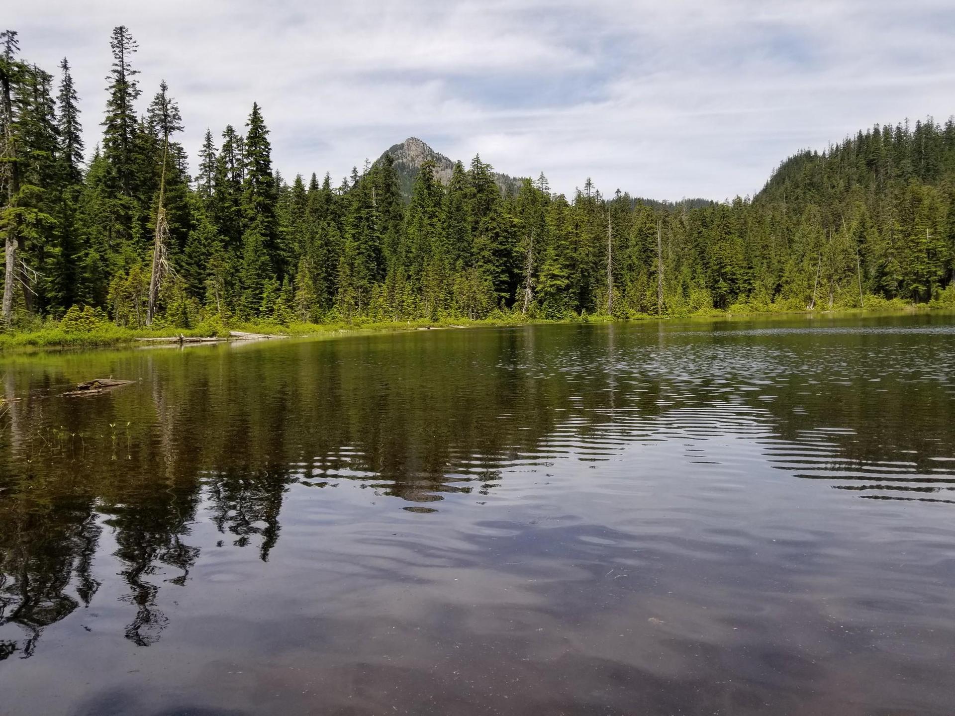 Calm lake reflecting a dense evergreen forest and a distant mountain peak.