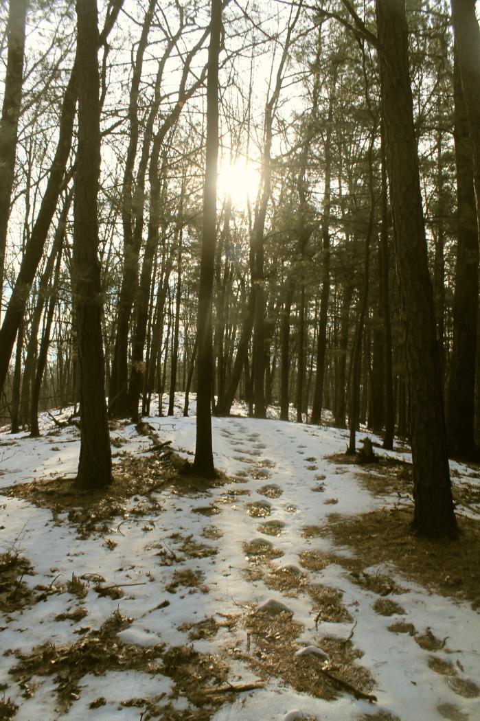 Snowy forest path with footprints and bright sun shining through trees.