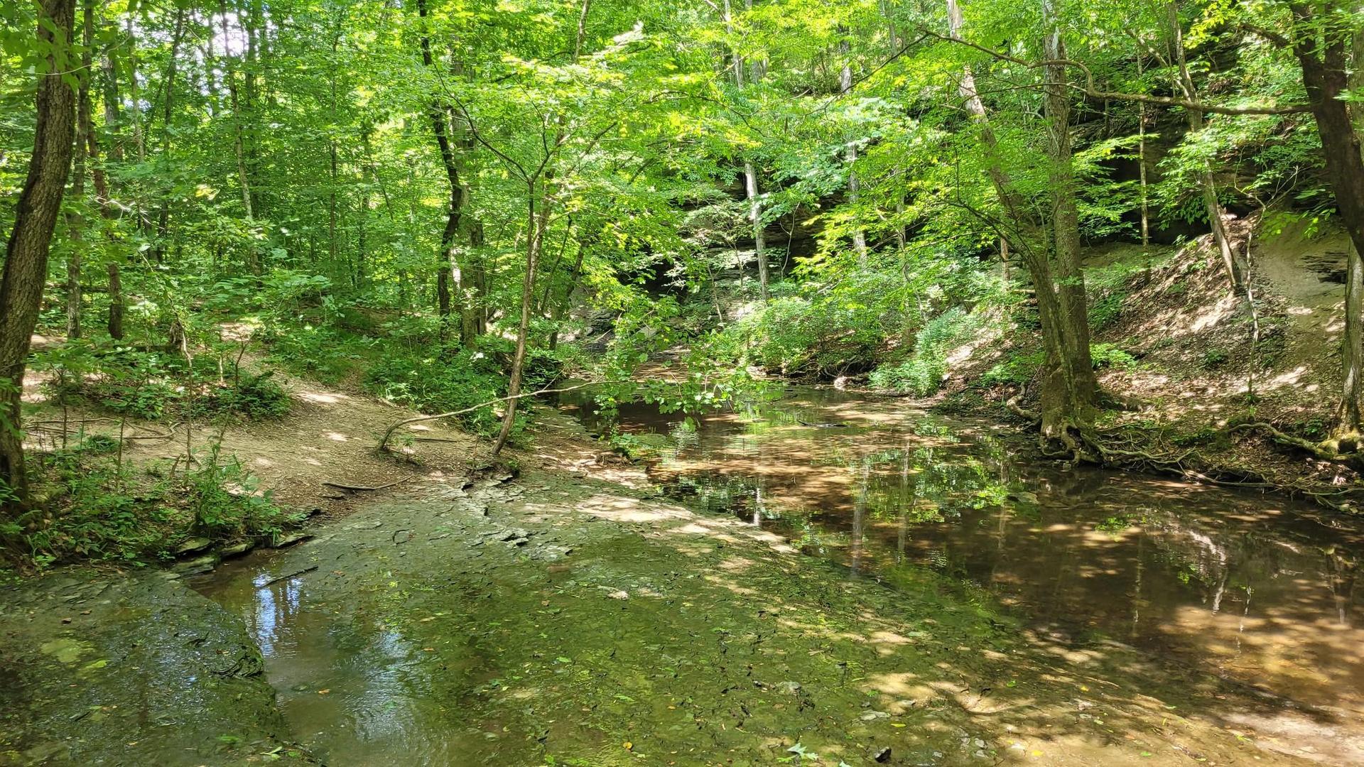 A sunlit forest stream with lush green trees and dirt paths.