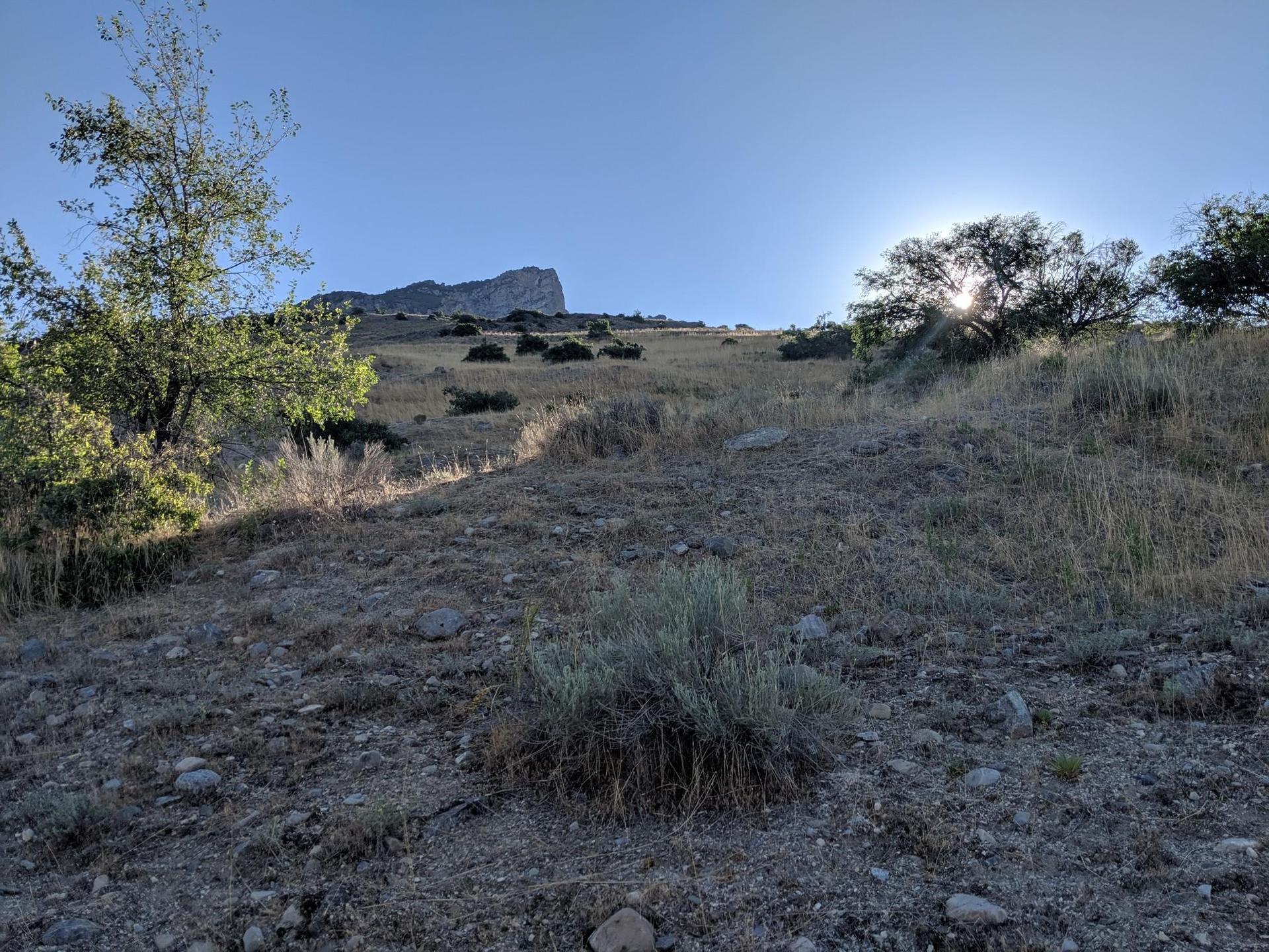 Bright sun peeking through trees on a dry, grassy hillside with a distant mountain.