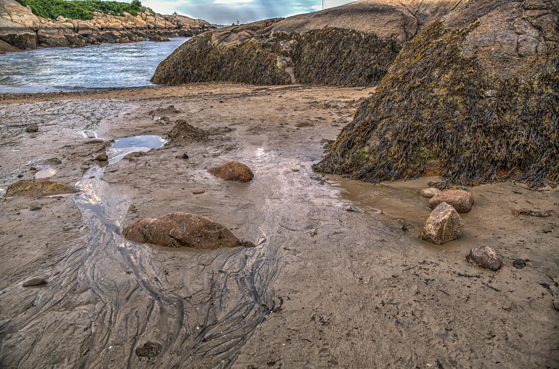 Muddy tidal flat with large, seaweed-covered rocks and water in background.