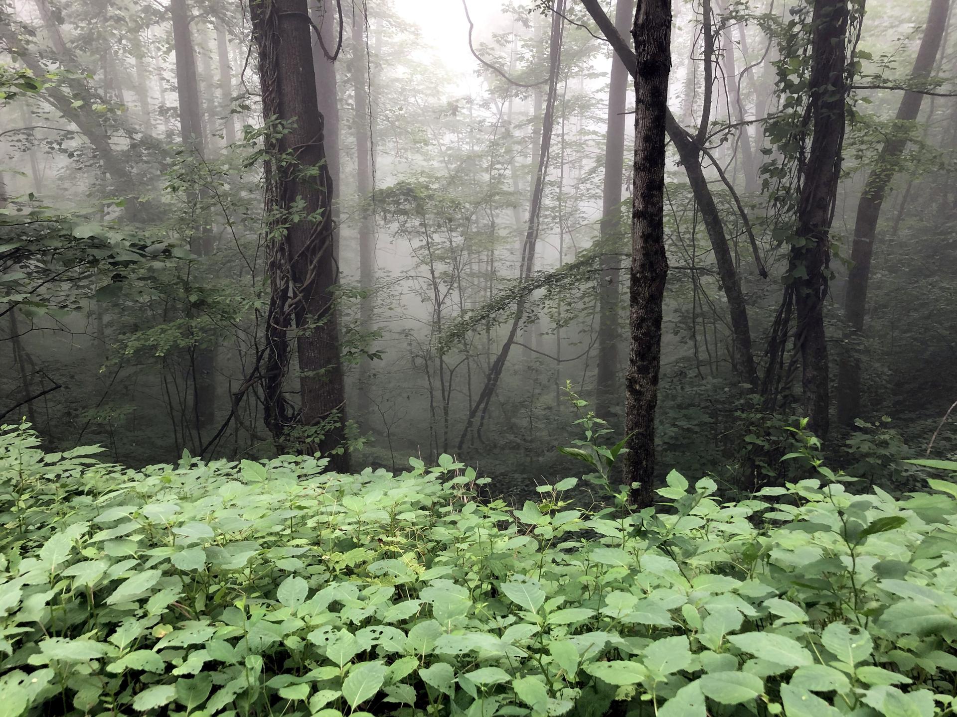 Dense, misty forest with lush green undergrowth and tall trees.