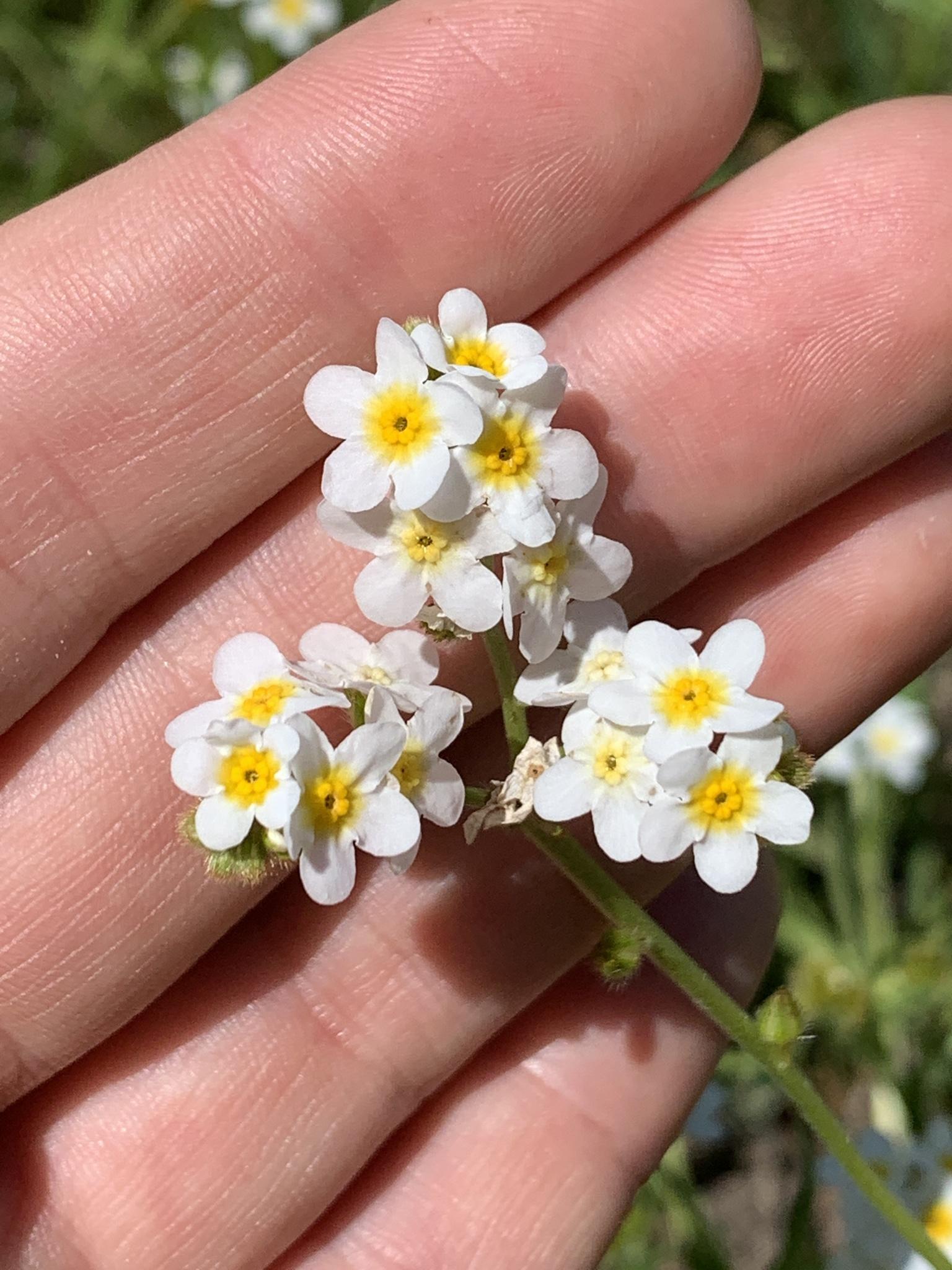 A person's hand gently holding delicate white and yellow wildflowers.