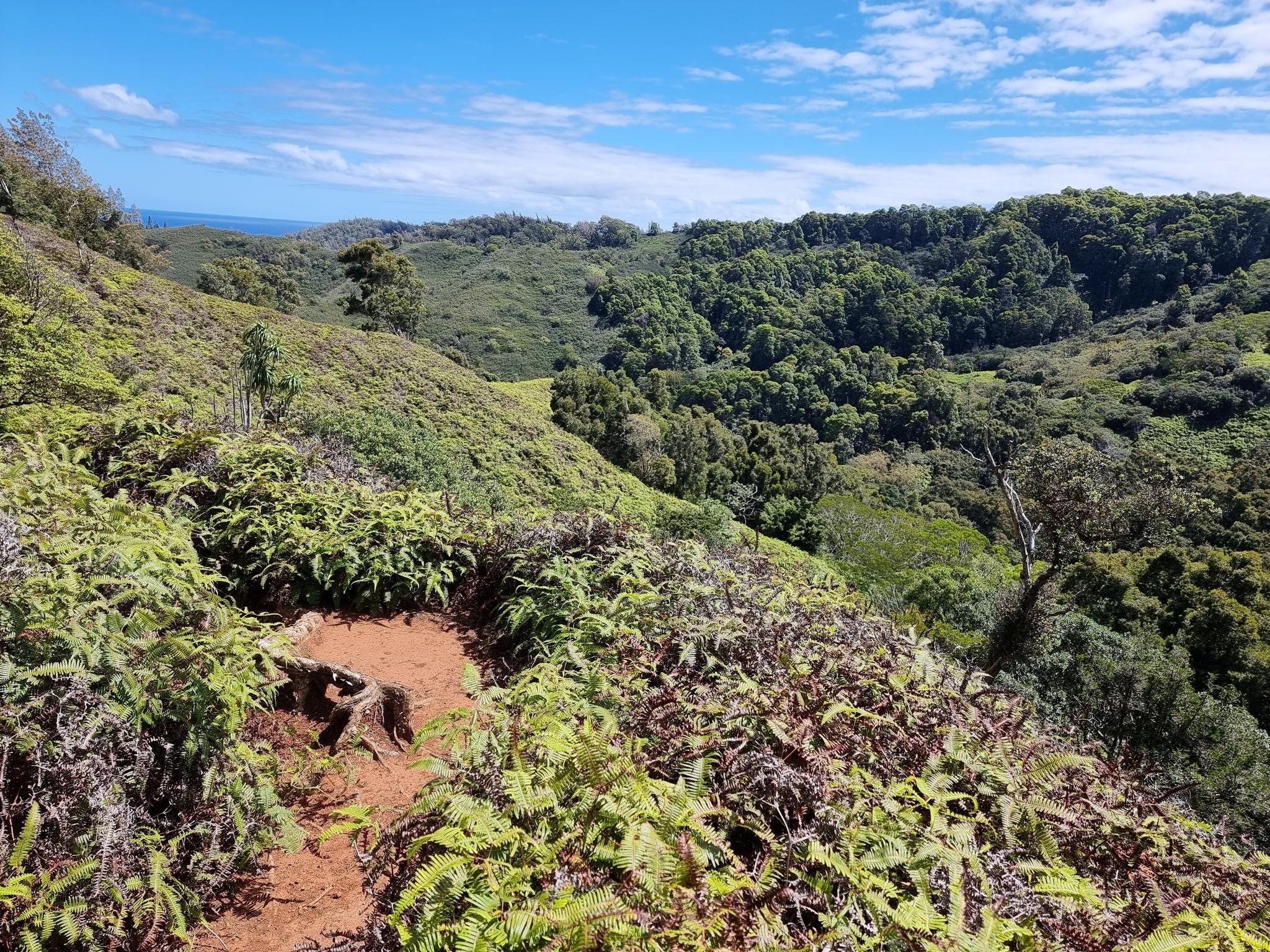 Sunny view of a green, fern-covered hillside overlooking a forested valley.