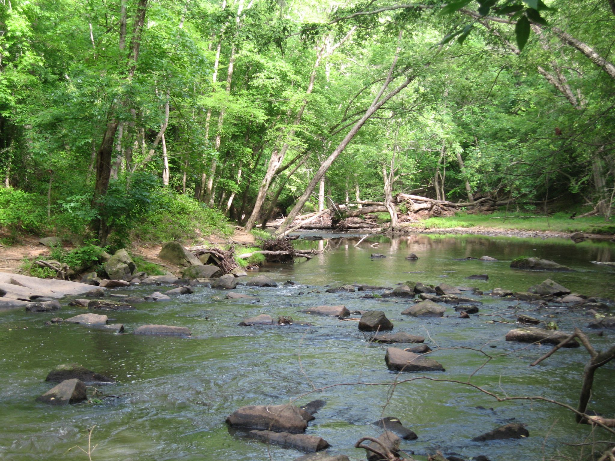 A rocky stream flows through a vibrant green forest under bright light. - Rocky Road Trail