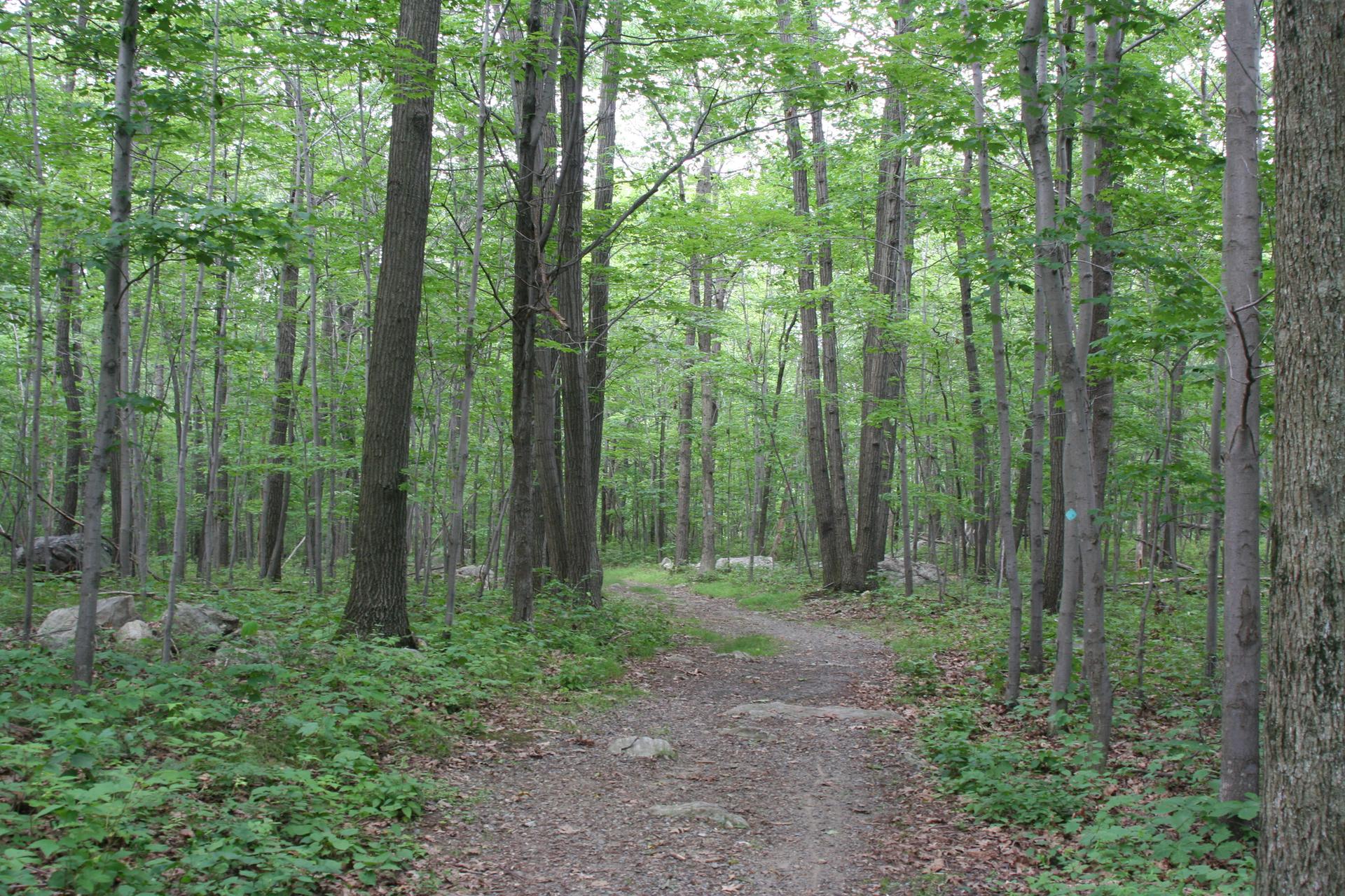 A winding dirt path leads through a dense, green, tranquil forest.