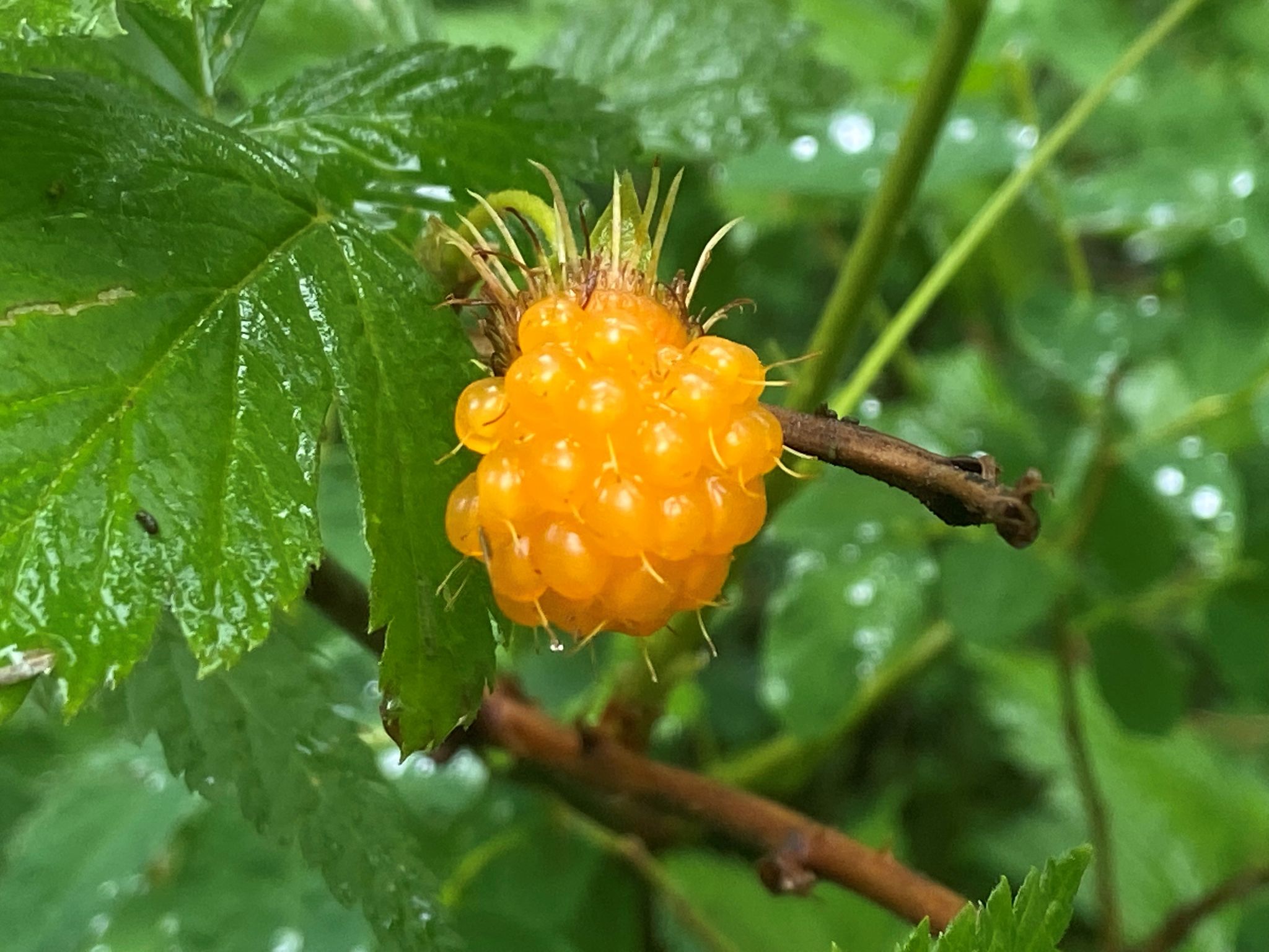 A single bright yellow berry with green leaves, appearing wet. - Pipeline and Ward Creek Loop