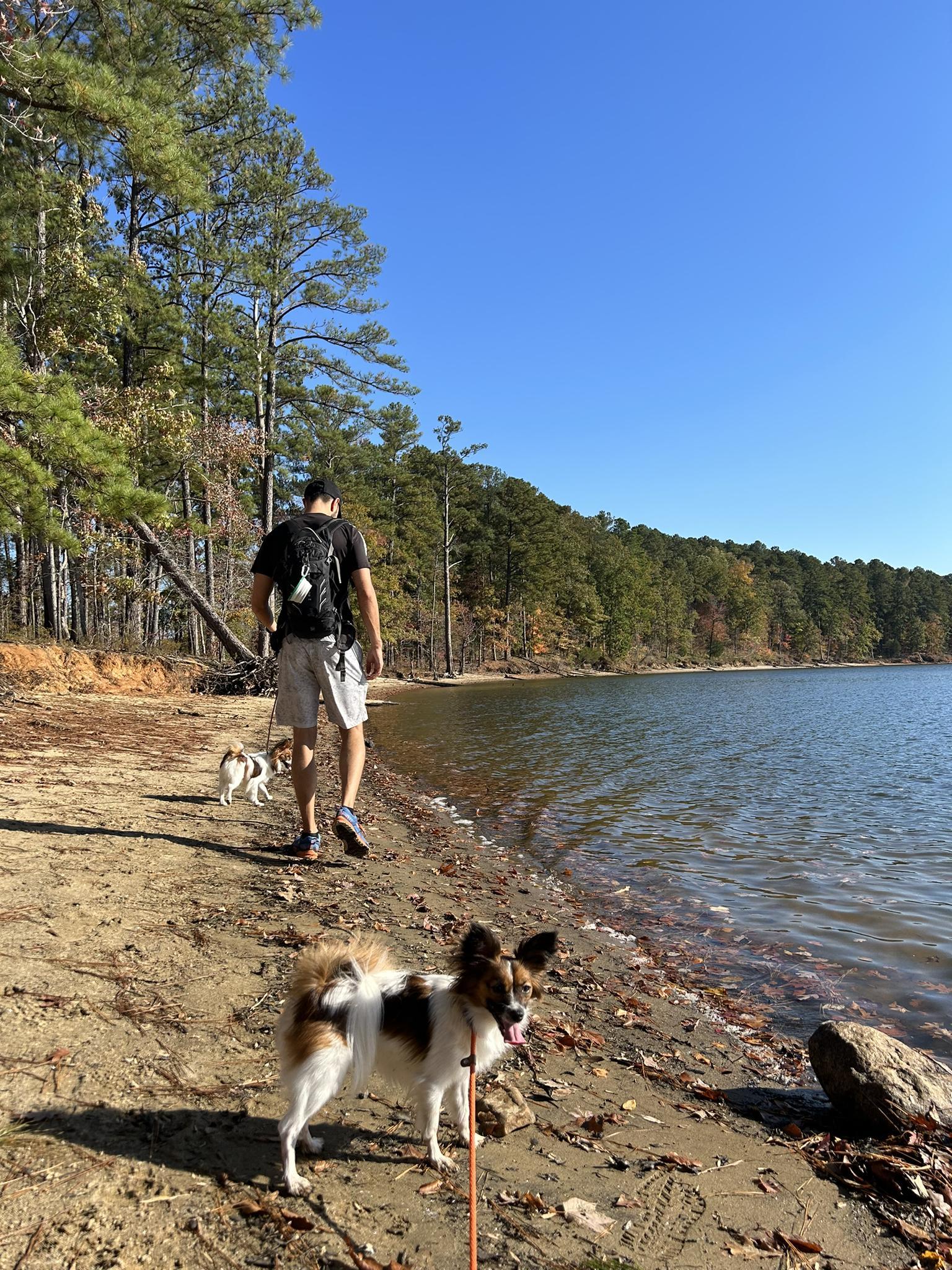 Man and two dogs walk along a sunny lake shore.