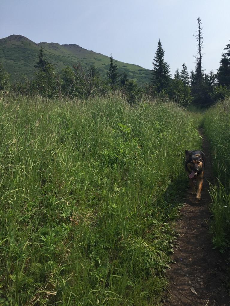 A dog walks on a narrow grassy trail through tall green plants.